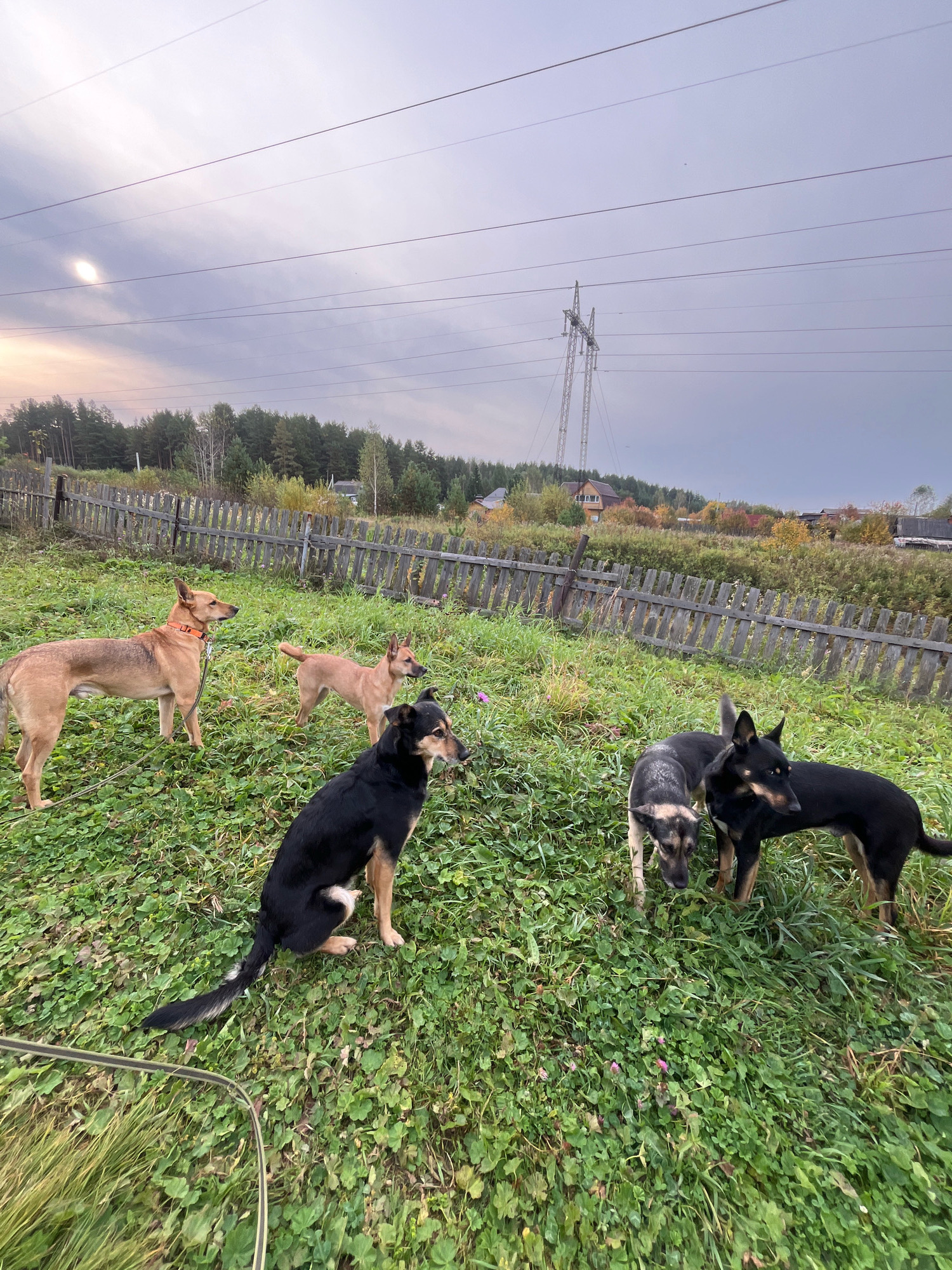 In a grassy outdoor area, five dogs are present. Two tan-colored dogs stand facing left in the background. In the foreground, a black and tan dog sits, while a black and tan dog and a grey and tan dog stand together, sniffing the ground. A weathered wooden fence runs across the background, behind which a line of trees and houses is visible. A power line tower stands in the distance against a cloudy sky. The scene appears to be located in a rural or suburban setting within Nizhny Tagil, Russia.