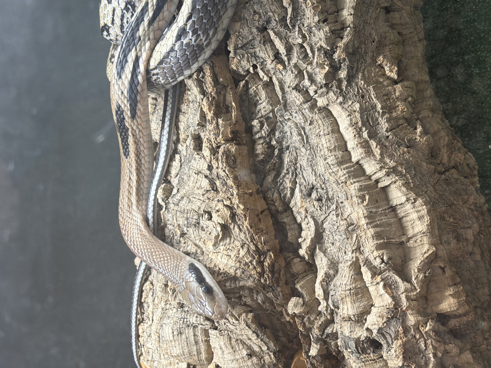 A snake with brown and black markings rests on a piece of rough, textured bark. The snake's head is visible on the left side of the image, with its eye open and looking forward. Its body curves around the bark, with some of its length disappearing out of frame to the right. The background is dark and out of focus, obscuring any details of the environment.