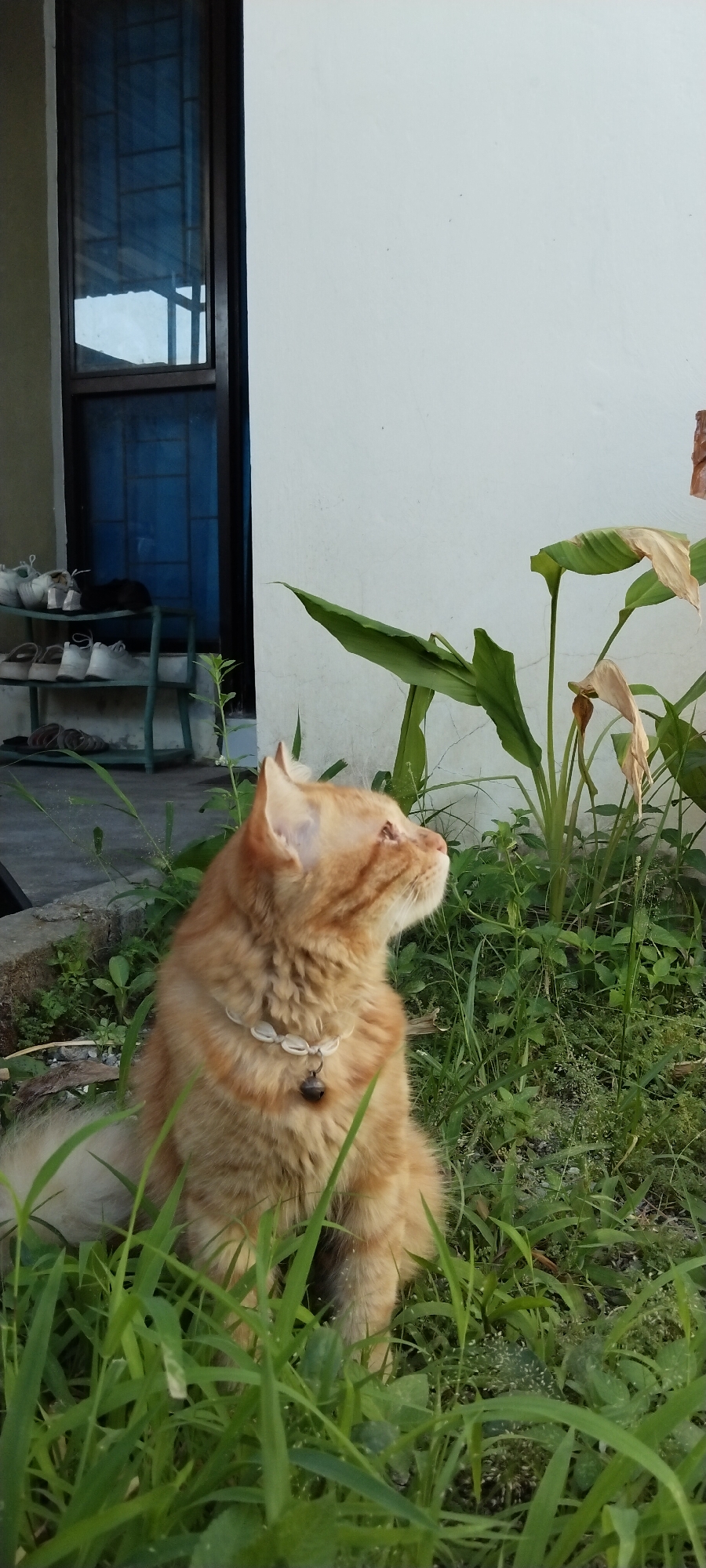 The image captures an orange long-haired cat sitting in tall green grass outside a building. The cat is wearing a white shell collar with a small bell attached. The cat is looking to the right, with its head tilted slightly upwards, as if observing something in the distance. The background features a white wall of the building and a window with blue panes. To the left of the window, a shelf unit holds several pairs of shoes. The scene appears to be outdoors, possibly a backyard or garden, with ample greenery and natural light suggesting it is daytime. The overall mood is peaceful and serene, highlighting the cat in its natural environment. The location context is Duman, Indonesia. No text is visible in the image.