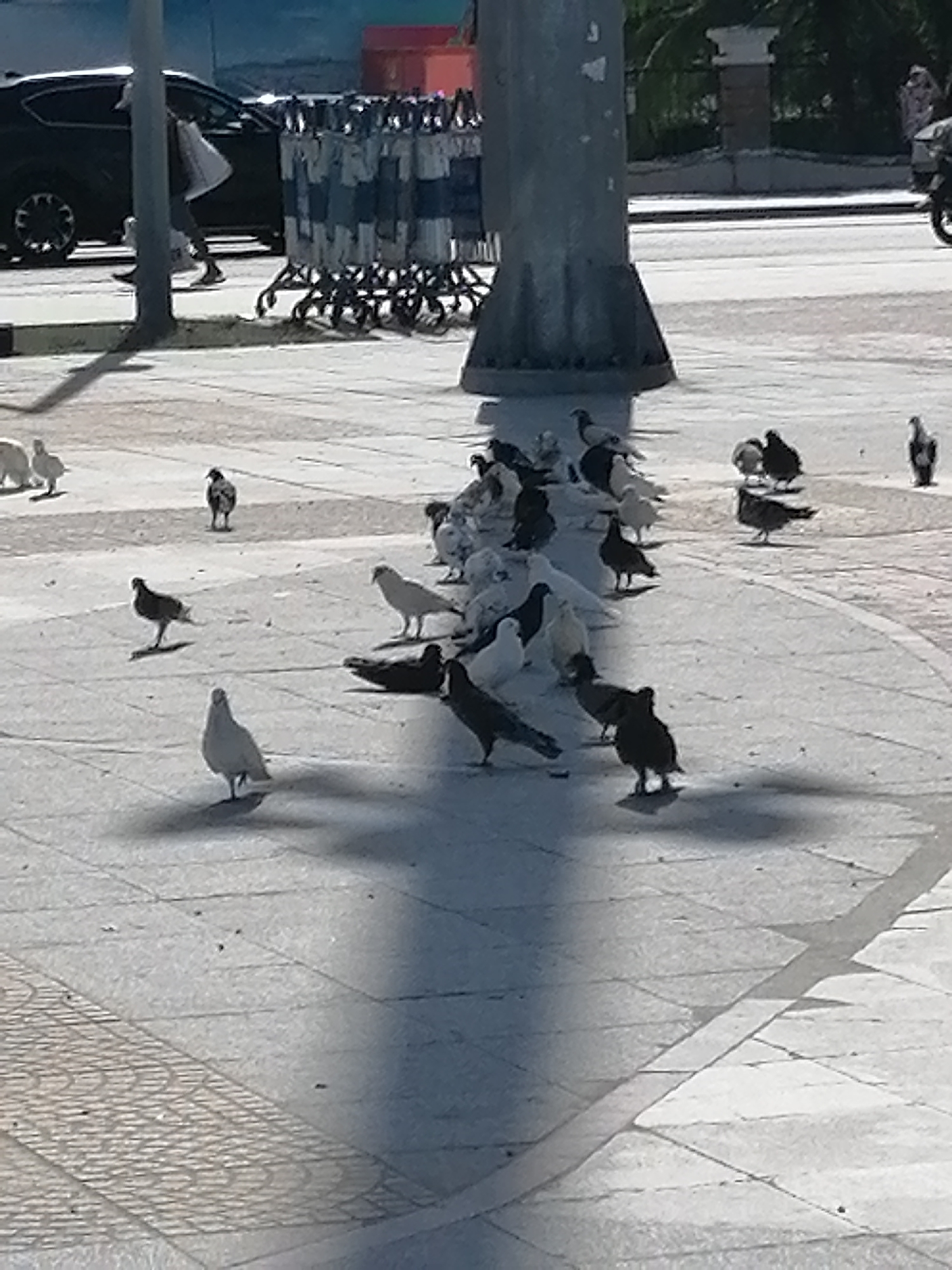 The photo depicts a flock of pigeons gathered on a paved area. The location is presumably a public space, with the patterned brick paving suggesting a plaza or similar area within the city of Nha Trang Ward, Vietnam. A utility pole casts a large shadow across the scene. In the background, there is a row of shopping carts, a dark car, and a person walking by. Another person is seen walking in the upper right of the frame. One of the pigeons stands out due to its lighter coloration. The pigeons are interacting by pecking and walking around the paved area. The overall environment suggests a sunny day.