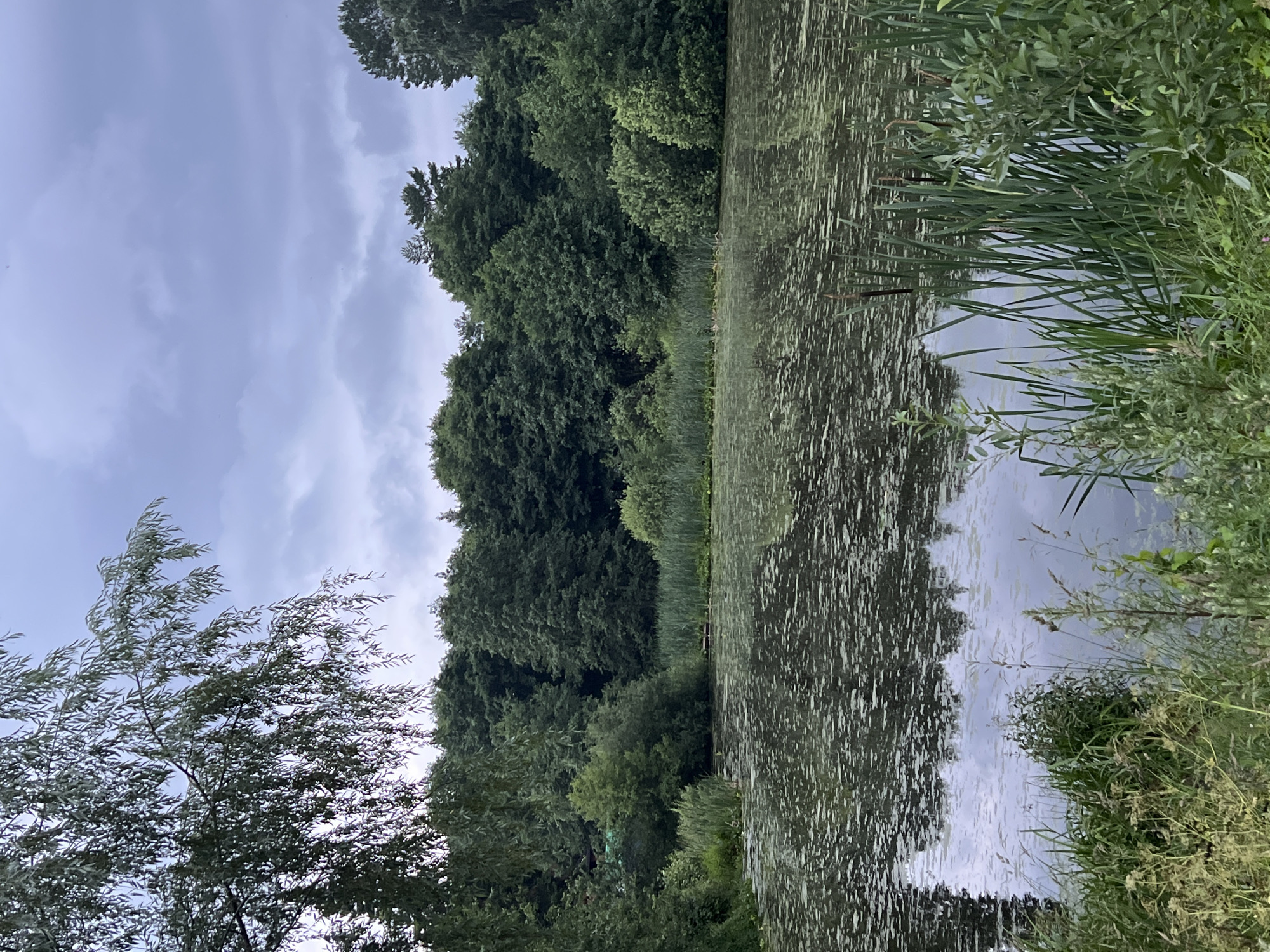 The image depicts a serene natural scene at a pond located within the city of Chaikovsky, Russia. The pond's surface is partially covered with green lily pads and other aquatic vegetation. Tall green reeds and grasses grow along the bank and in the water. A dense forest of lush green trees forms the backdrop, with a few taller pines interspersed. The sky is overcast with gray clouds, suggesting a cool or rainy day. A weeping willow tree with its branches hanging low is visible in the upper left corner, framing the scene. The overall impression is one of peaceful, undisturbed nature within an urban setting. There are no people or animals visible in the image.