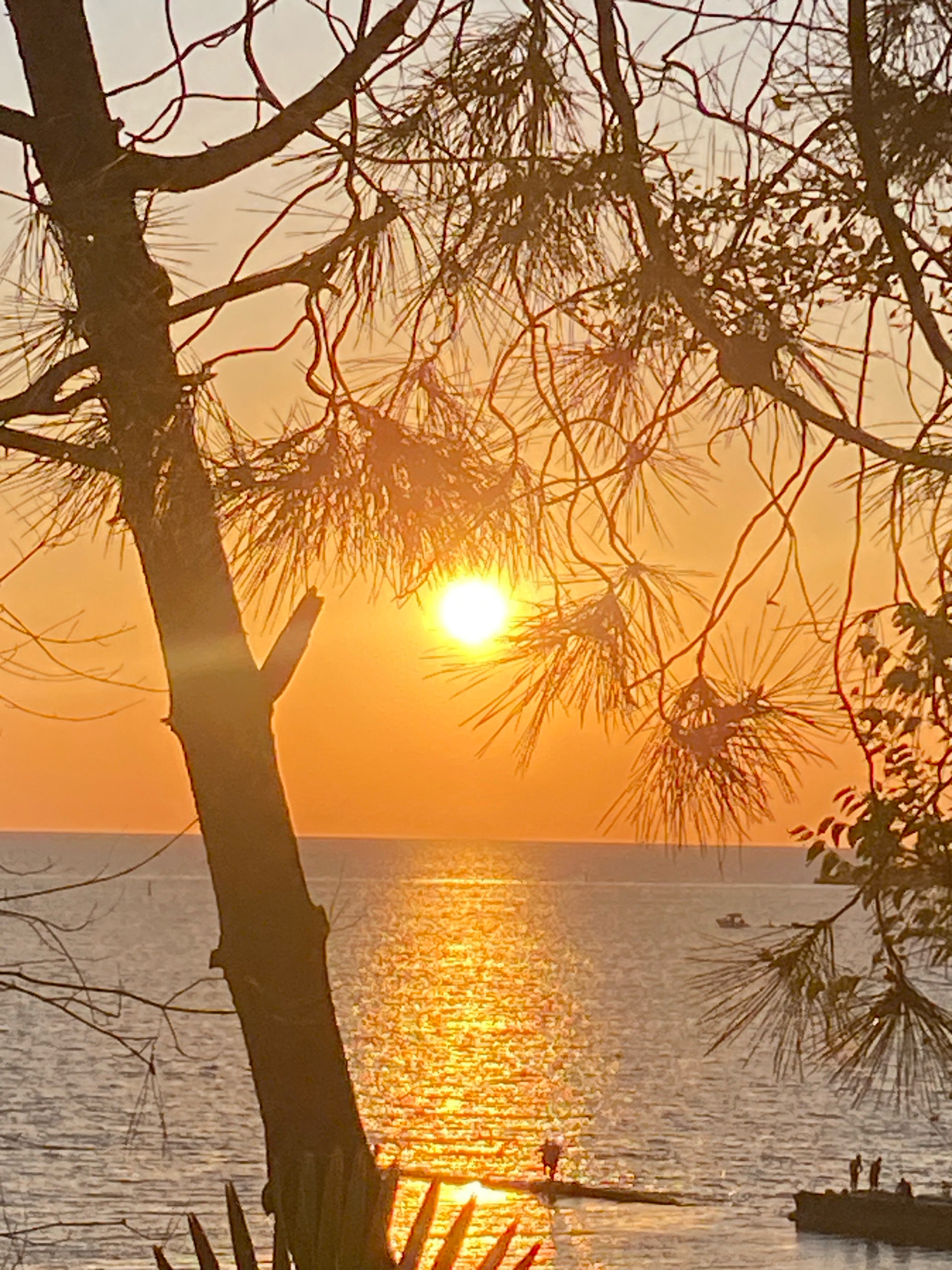 A vertical, medium shot captures a tranquil sunset over the Black Sea in Sochi, Russia. The foreground is dominated by the silhouetted branches and needles of a pine tree, with a thick, dark trunk to the left. Through the foliage, the sun, a brilliant orb, is positioned slightly off-center to the right, casting a warm, golden glow. Its rays reflect on the water, creating a shimmering path that stretches towards the horizon. The sea is calm, with a subtle gradient of colors from the orange sky above to the deeper blues of the water. On a distant jetty or breakwater, two figures are visible standing near the water's edge. Further to the right, a small boat sails in the distance, and another group of figures can be seen on a dark structure. The sky is a soft blend of orange and pale yellow, indicative of a sunset.