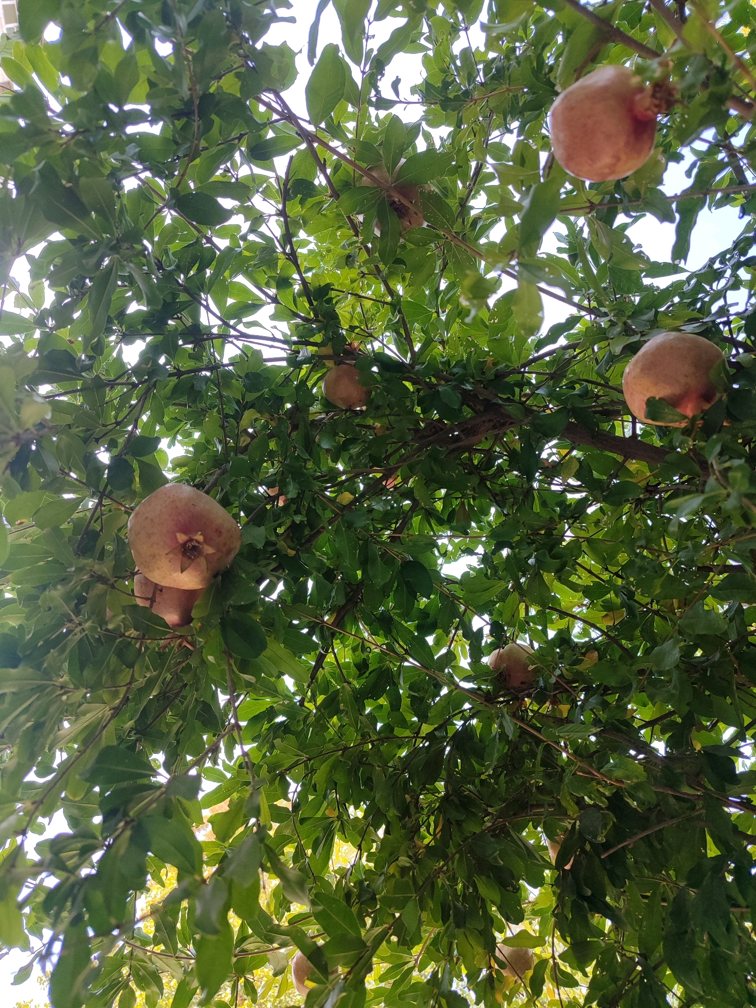 The image shows a low-angle view looking up into the canopy of a pomegranate tree. Several ripe pomegranates are visible, hanging from branches amidst dense green foliage. The pomegranates are round, with a light brown to reddish skin, some showing signs of ripeness with lighter patches or subtle blush. The sunlight filters through the leaves, creating a dappled effect. The overall impression is one of abundance and natural growth. This scene is consistent with the common sight of pomegranate trees bearing fruit in many urban and suburban areas of Tashkent, Uzbekistan, particularly in residential gardens or public parks during the late summer or autumn harvest season. There are no people or specific landmarks visible that would pinpoint an exact location within the city.