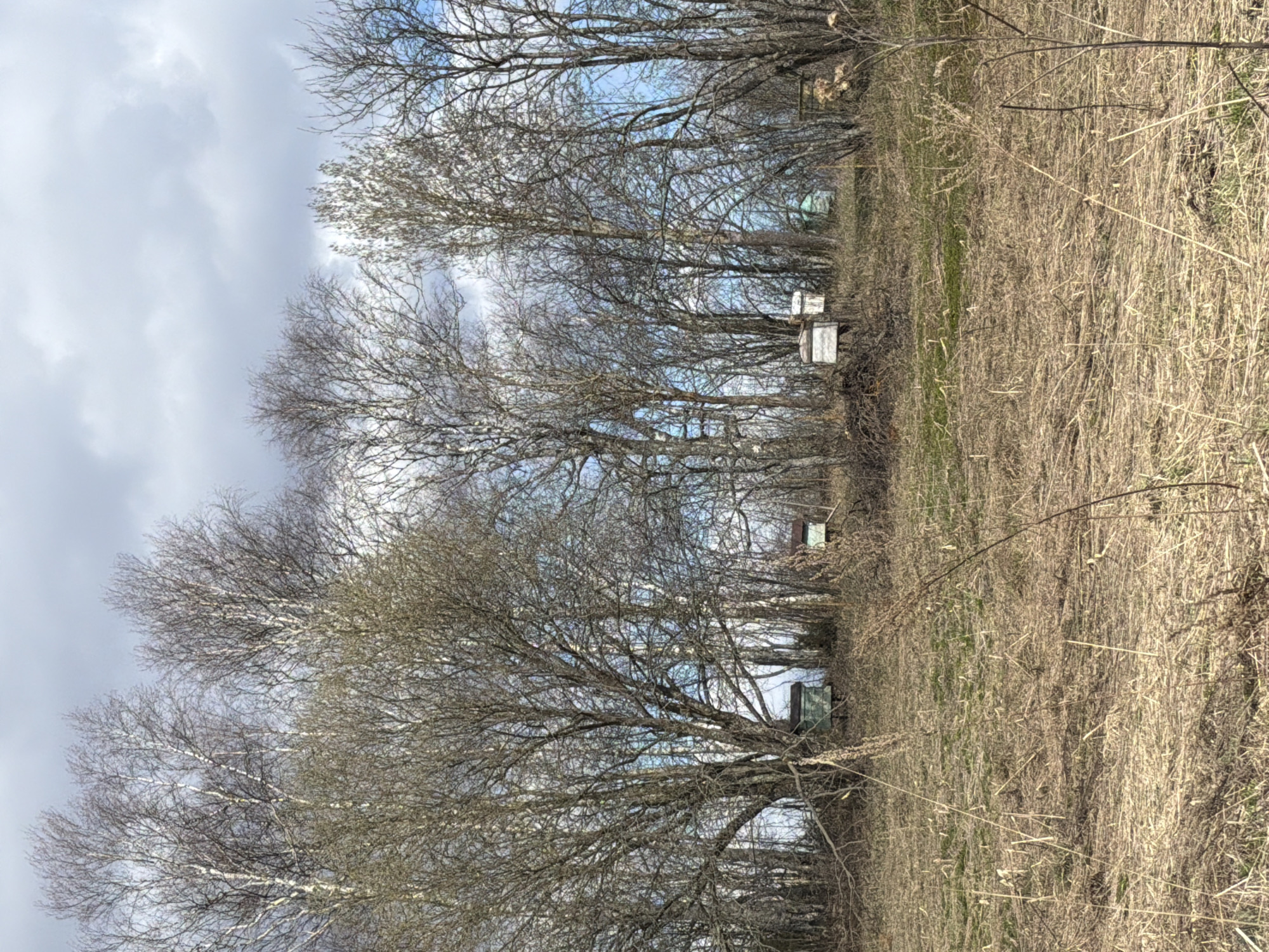The image depicts a rural scene near Заболотово, Russia. Dominating the foreground is a field of dry, brown grasses and vegetation. A row of bare trees lines the edge of the field, with their branches forming a dense network against a cloudy sky. Scattered among the trees are several white beehives, indicating beekeeping activity in the area. A small building is also visible behind the trees.