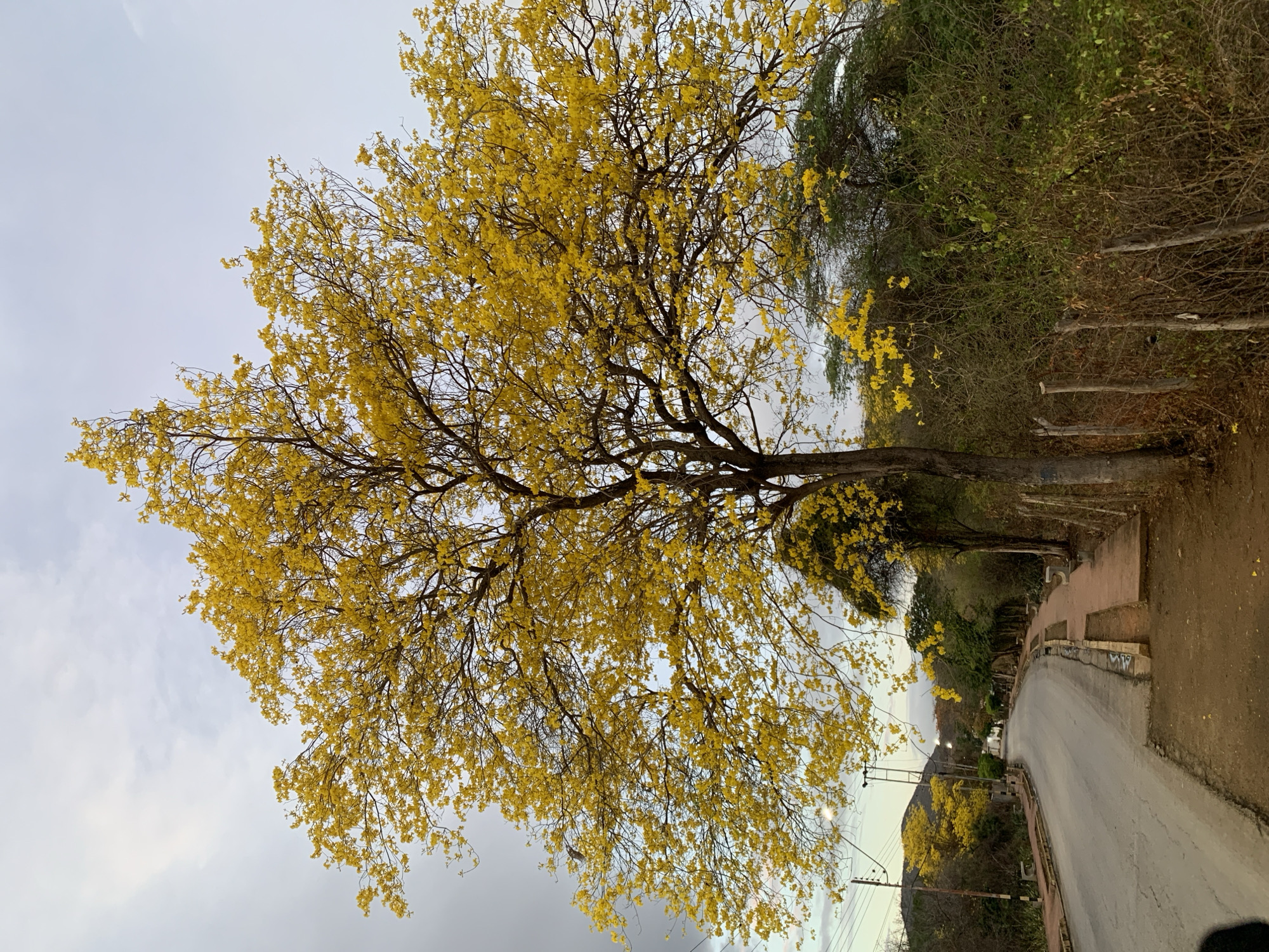 The image, presented in landscape orientation, features a large, prominent tree with a full canopy of bright yellow flowers, likely an Araguaney (Tabebuia chrysantha), which stands on the left side of a paved road. Its dense, golden blossoms contrast against a soft, overcast sky.
The road, a two-lane asphalt surface, gently curves to the right and extends into the distance, suggesting a rural or semi-urban setting. Along its right edge, a low concrete barrier or wall with some faint, illegible graffiti-like markings separates the road from a natural embankment. Further down the road on the right, utility poles and power lines are visible. Both sides of the road are lined with abundant vegetation, including green and brown foliage, and other trees that appear to be less densely covered in yellow flowers compared to the main subject.
The scene depicts a calm daytime moment under an overcast sky, which provides diffused, soft lighting. There are no people or animals visible, contributing to the tranquil atmosphere. The vibrant yellow flowers suggest it is the flowering season for this particular tree species. This picturesque view captures a moment in Santa Ana, Venezuela.