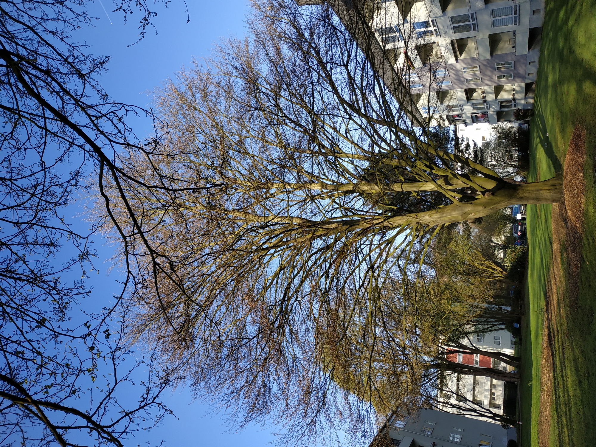A long-angle, ground-level, outdoor daytime shot depicts a park area in Dortmund, Germany, on a sunny day. The camera is pointed upward toward a large, bare tree with many branches, some of which contain buds, set against a clear blue sky. Bare tree branches occupy much of the image space. To the right are other trees and a patch of green grass, as well as several apartment buildings. A few cars are visible. The scene is bright, with strong sunlight and shadows. A white contrail is present in the upper left sky.