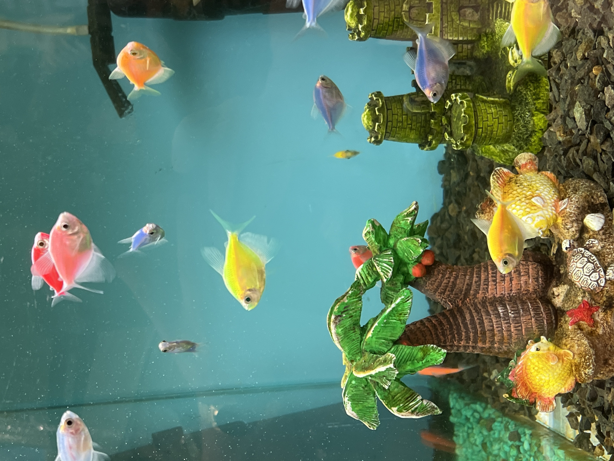 An aquarium contains numerous colorful Glofish, small ornamental castles, and artificial palm trees. The fish are of various breeds and colors including pink, orange, yellow, and blue. A small, dark-colored fish is visible near the center of the tank. The aquarium is filled with clear water and has a turquoise-colored background. The substrate consists of dark gravel and small rocks. The aquarium appears to be located in an indoor setting, possibly a pet store or a home, and there are no visible people or indications of it being in the city of Constanța, Romania.