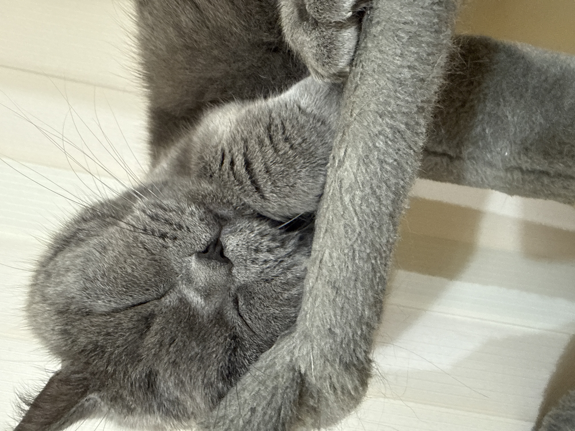 A close-up, eye-level shot shows a gray cat sleeping peacefully on a fuzzy gray platform. The cat's eyes are closed, and its head is resting on its paws. Its fur is short and dense, and its whiskers are long and delicate. The background is a light-colored wall with vertical lines, possibly wallpaper. This image was taken indoors, and there is no indication of its specific location in Plovdiv, Bulgaria.