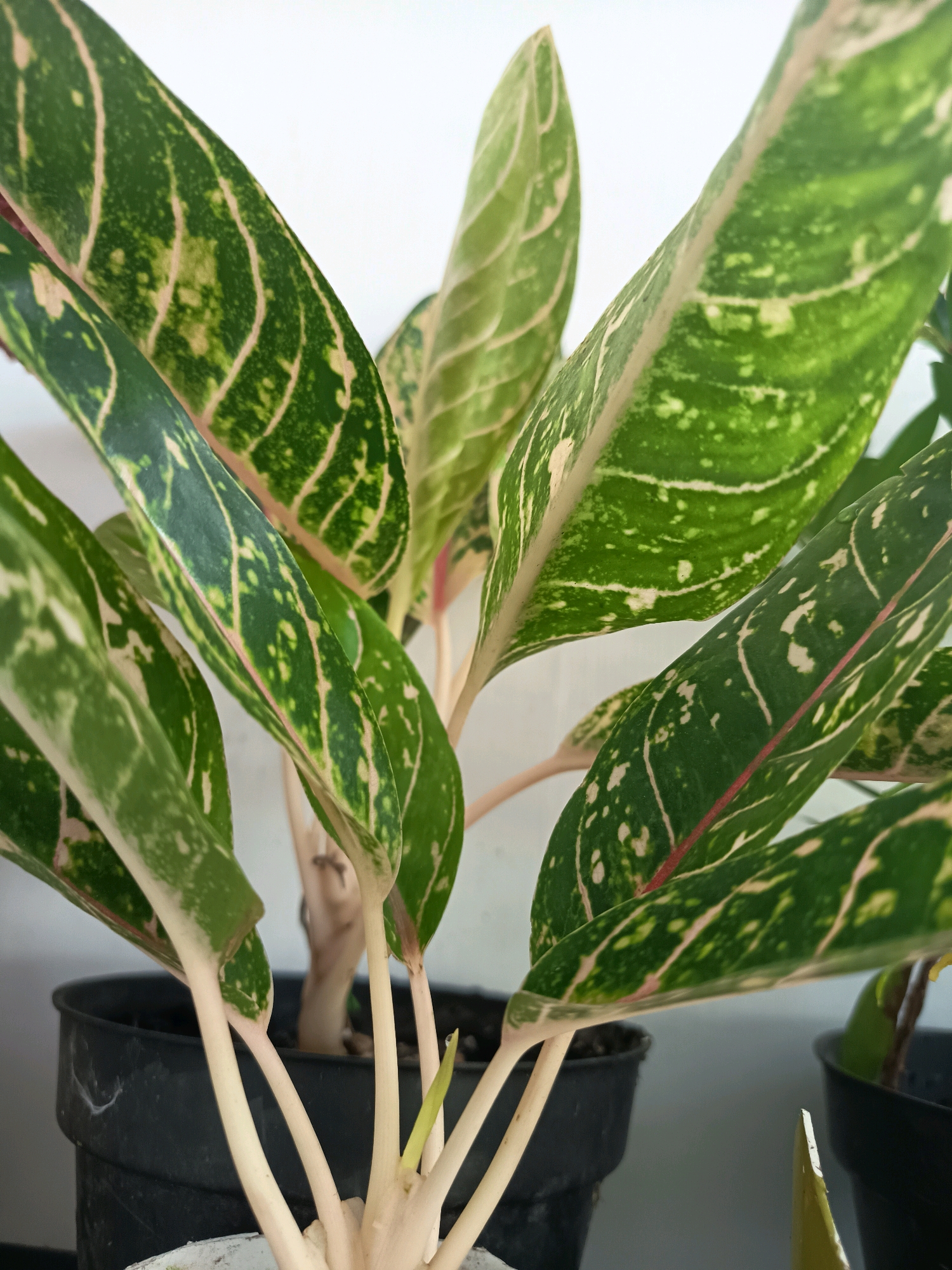 A close-up shot of a potted Aglaonema plant, commonly known as Chinese evergreen, fills the frame. The plant is in a black plastic pot. The leaves exhibit a vibrant pattern of dark green, lime green, and pinkish-red veins, with lighter green and cream-colored splotches scattered across their surfaces. The stems are pale, almost white. The background is a plain, light-colored wall, suggesting an indoor or shaded outdoor setting. The image appears to have been taken in Banjarmasin, Indonesia, where such houseplants are common.