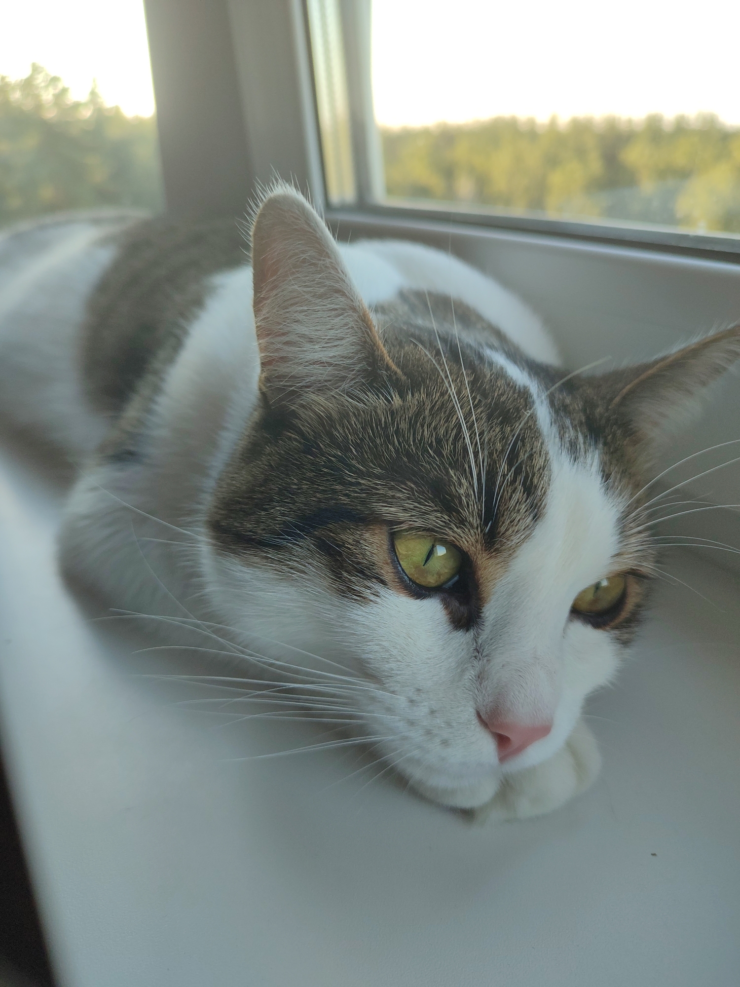 A cat lies on a white windowsill, its body extending out of frame. The cat is a tabby and white breed, with prominent green eyes and pink nose. The background shows a blurred outdoor scene with trees and sunlight. The image was taken in Voronezh, Russia, during daylight hours.