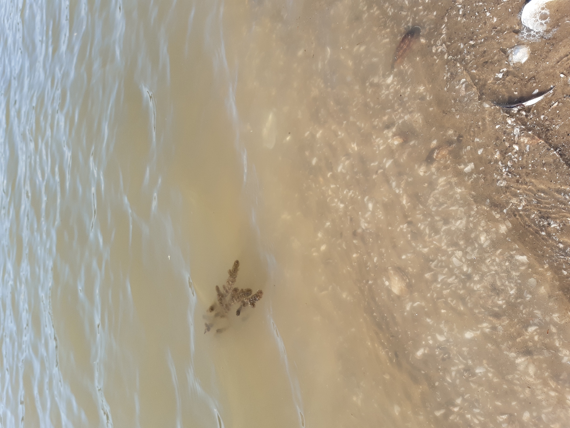 This media file depicts a shallow body of water, possibly a shoreline, with sandy and shell-strewn ground visible beneath the surface. The water is cloudy and a light brown color, suggesting it is not clear. In the left portion of the frame, a small, branched object, likely a piece of driftwood or aquatic plant, is submerged in the water. The right side of the image shows the transition to the shore, which is composed of sand and numerous small white shells. There are also larger shell fragments and some foam or bubbles present near the water's edge. A dark, elongated object, possibly a small piece of debris or a living organism, is partially visible in the water on the right side of the image. The overall scene is natural and appears to be an outdoor environment. There is no visible text in the media file. The lighting suggests it is daytime, with no clear indicators of weather conditions beyond the appearance of the water.