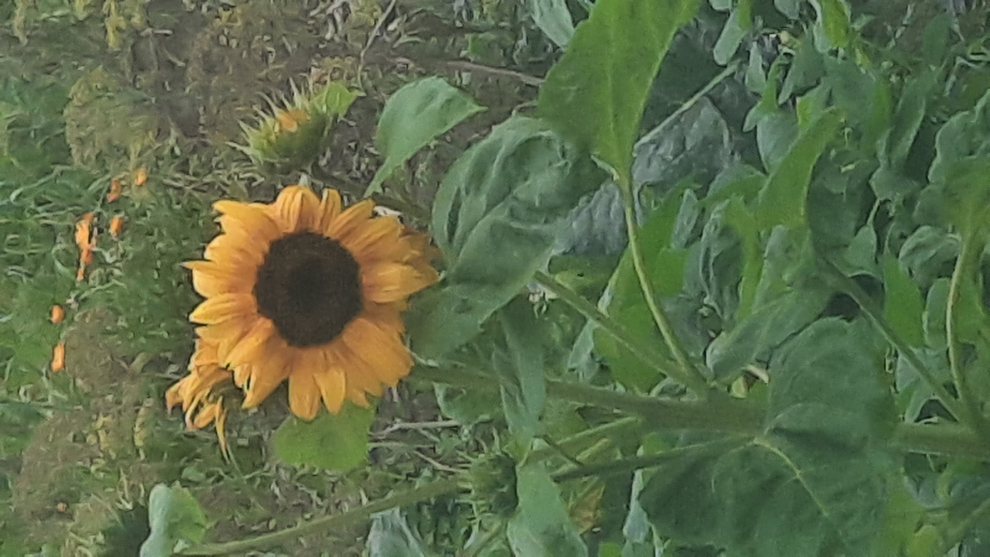 An eye-level, medium shot captures a large sunflower in bloom, its yellow petals surrounding a dark center. The sunflower stands tall amidst lush green foliage, with smaller, unopened sunflower buds visible to the right and left. The background consists of a dense, green garden environment, hinting at a natural, possibly rural setting in the vicinity of Shkloŭ, Belarus. The lighting is soft, suggesting an overcast day or diffused sunlight, with no specific time of day discernible. There are no people or animals present in the frame.