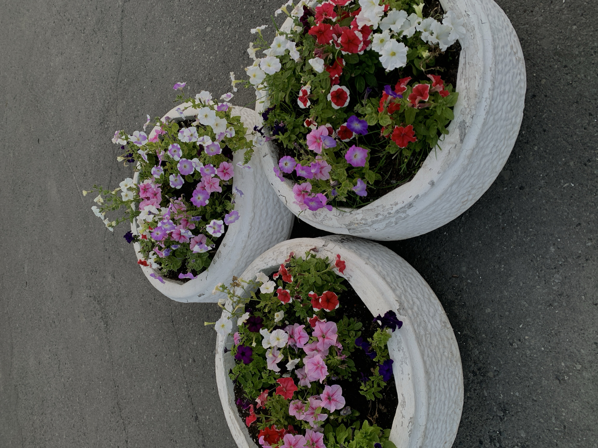 The image shows three large, white, textured planters filled with a variety of colorful petunias: red, pink, purple, and white. The planters are arranged on a dark asphalt surface, suggesting an outdoor urban setting. The petunias are in full bloom and appear healthy. The planters are slightly weathered, with some chipping visible on the white paint. The background is a blurred expanse of asphalt, indicating a street or walkway. There are no people or animals visible in the image. The lighting suggests it is daytime, possibly overcast. The context provided states the location is Norilsk, Russia, a city known for its harsh climate.
