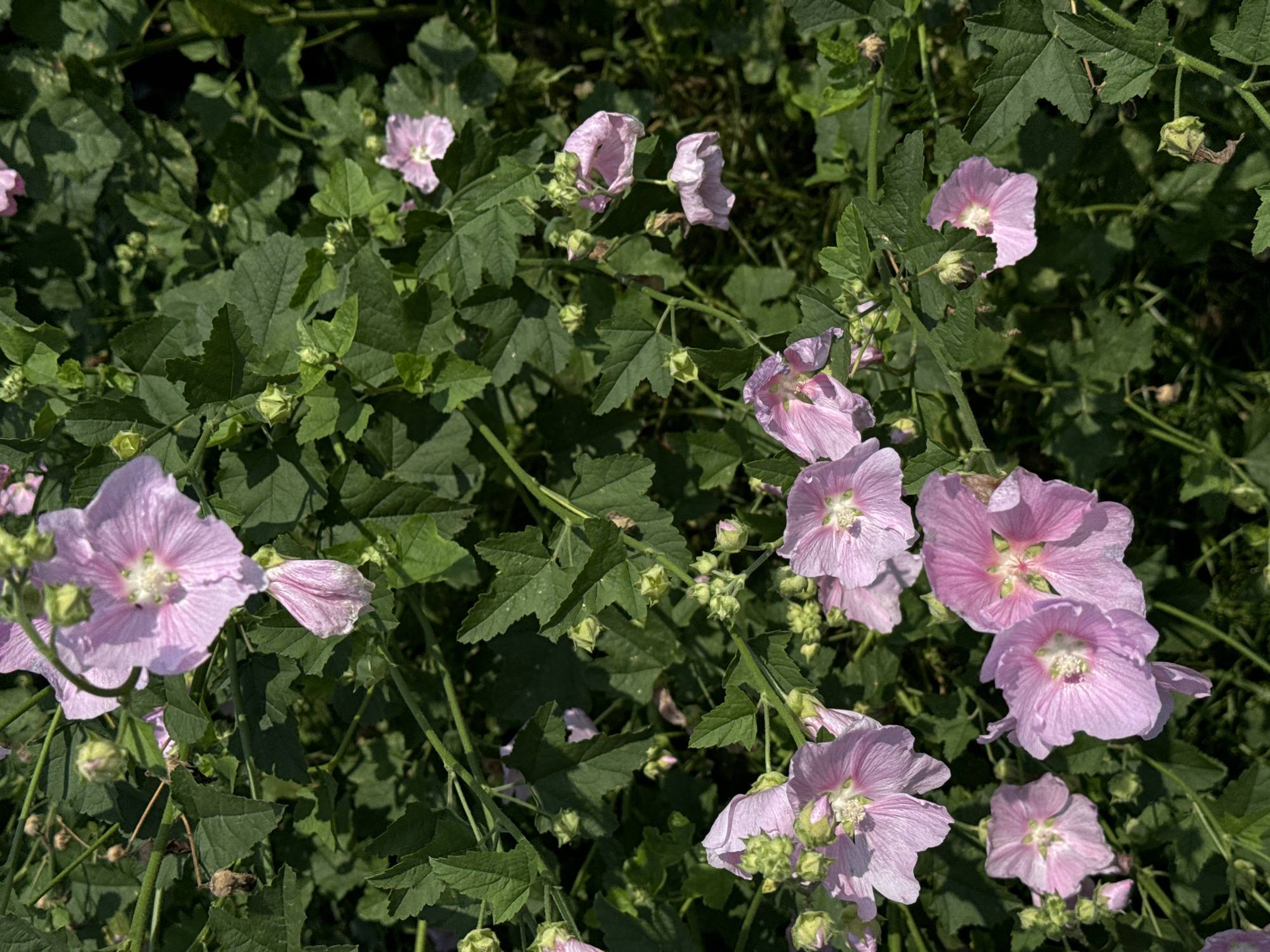 A close-up, overhead shot captures a dense cluster of pink hollyhock flowers in bloom, set against a backdrop of vibrant green foliage. Several blossoms are fully open, revealing delicate pink petals with darker veins radiating from a light-colored center. Other flowers are in various stages of development, with some appearing as unopened buds. The surrounding leaves are a deep green, with serrated edges, characteristic of the hollyhock plant. Sunlight dapples the scene, casting shadows and highlighting the textures of the petals and leaves. The image is devoid of any human presence or man-made objects, presenting a purely natural outdoor scene. The location is a garden within the city of Chernoistochinsk, Russia.