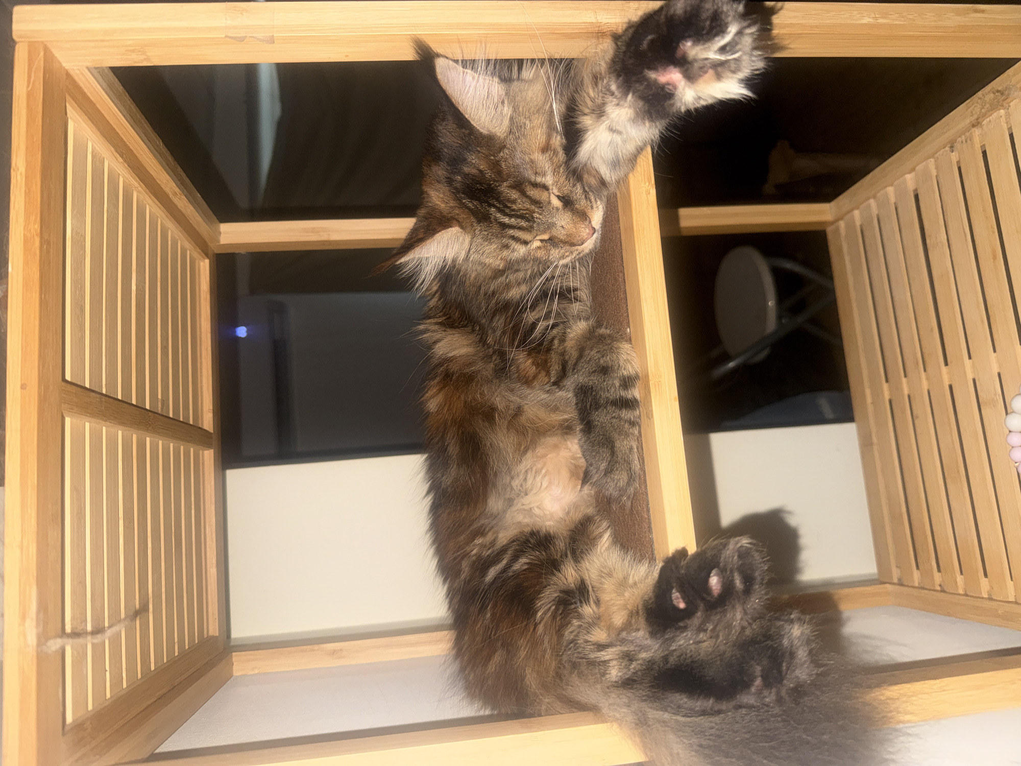 A long-haired tabby cat sleeps on a wooden shelf in a room. The cat is lying on its side, with its front paws extended. Its fur is a mixture of brown, black, and gold. The shelf is made of light-colored wood and has horizontal slats. In the background, there is a white wall and a dark area that may be a doorway. The image appears to have been taken in a residential setting in Herzliya, Israel.