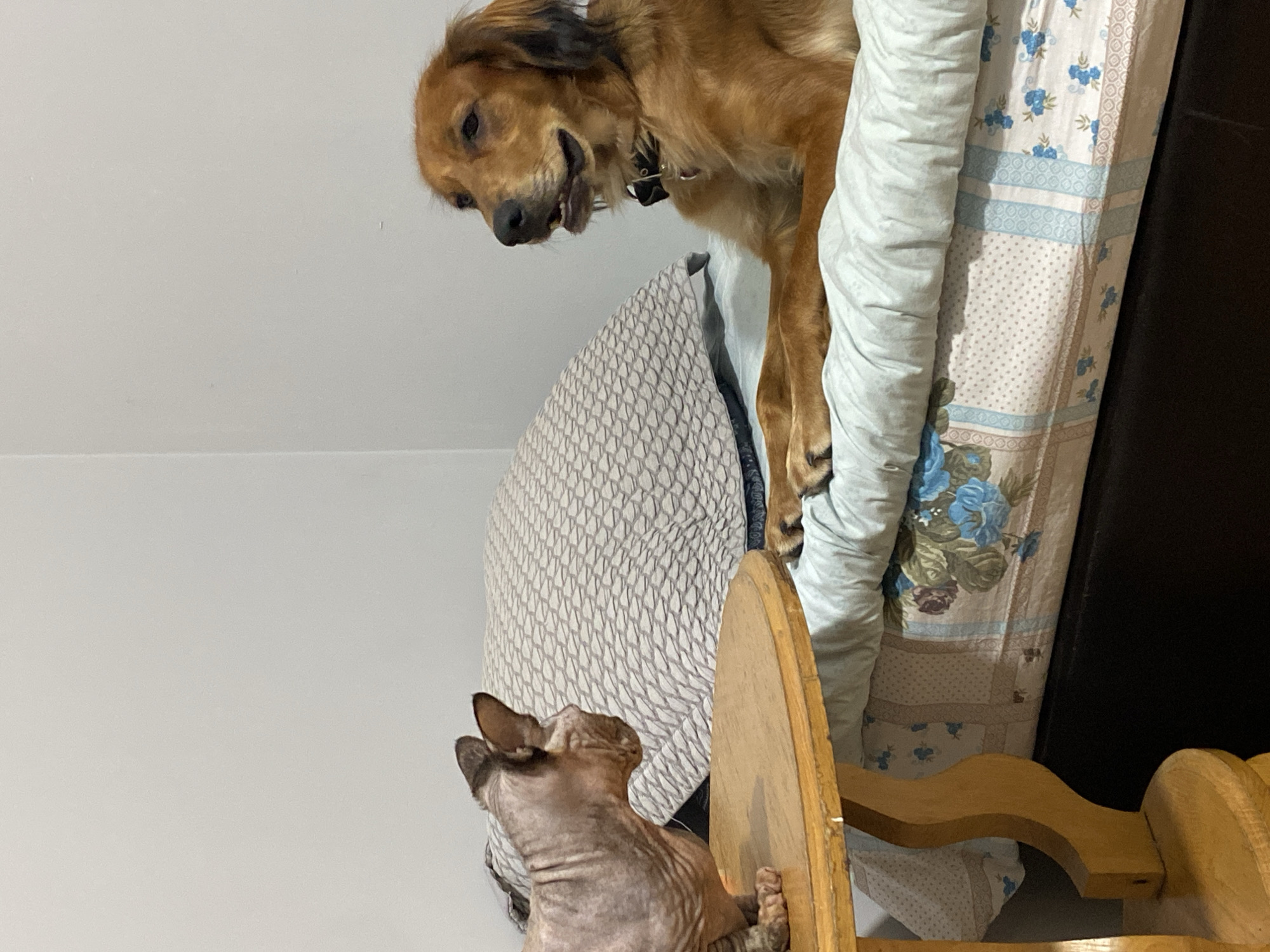 A Sphynx cat is perched on a wooden table to the left of the frame, facing a golden retriever that is lying down on a bed to the right. The cat's body is oriented towards the right, with its head turned to look at the dog. The dog's body is mostly visible, with its head turned towards the cat, its mouth slightly open. The bed is covered with light blue and white bedding, with a patterned pillow behind the dog. The background is a plain white wall. The scene appears to be indoors, in what could be a bedroom. There is no indication of the location being in the city of Batumi, Georgia.