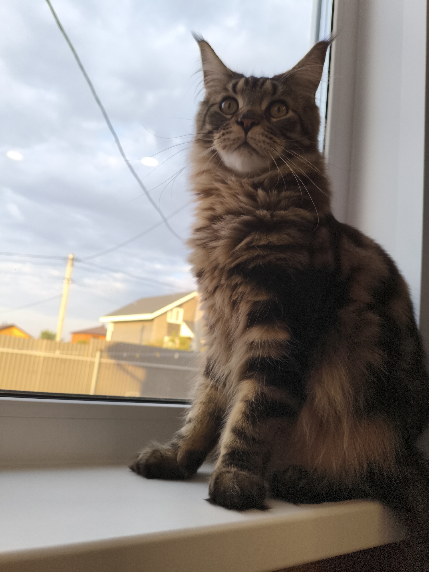 A brown tabby Maine Coon cat sits on a white windowsill, indoors. Outside the window are houses, fences, and power lines under a cloudy sky. The location is Русский Вожой, Russia.