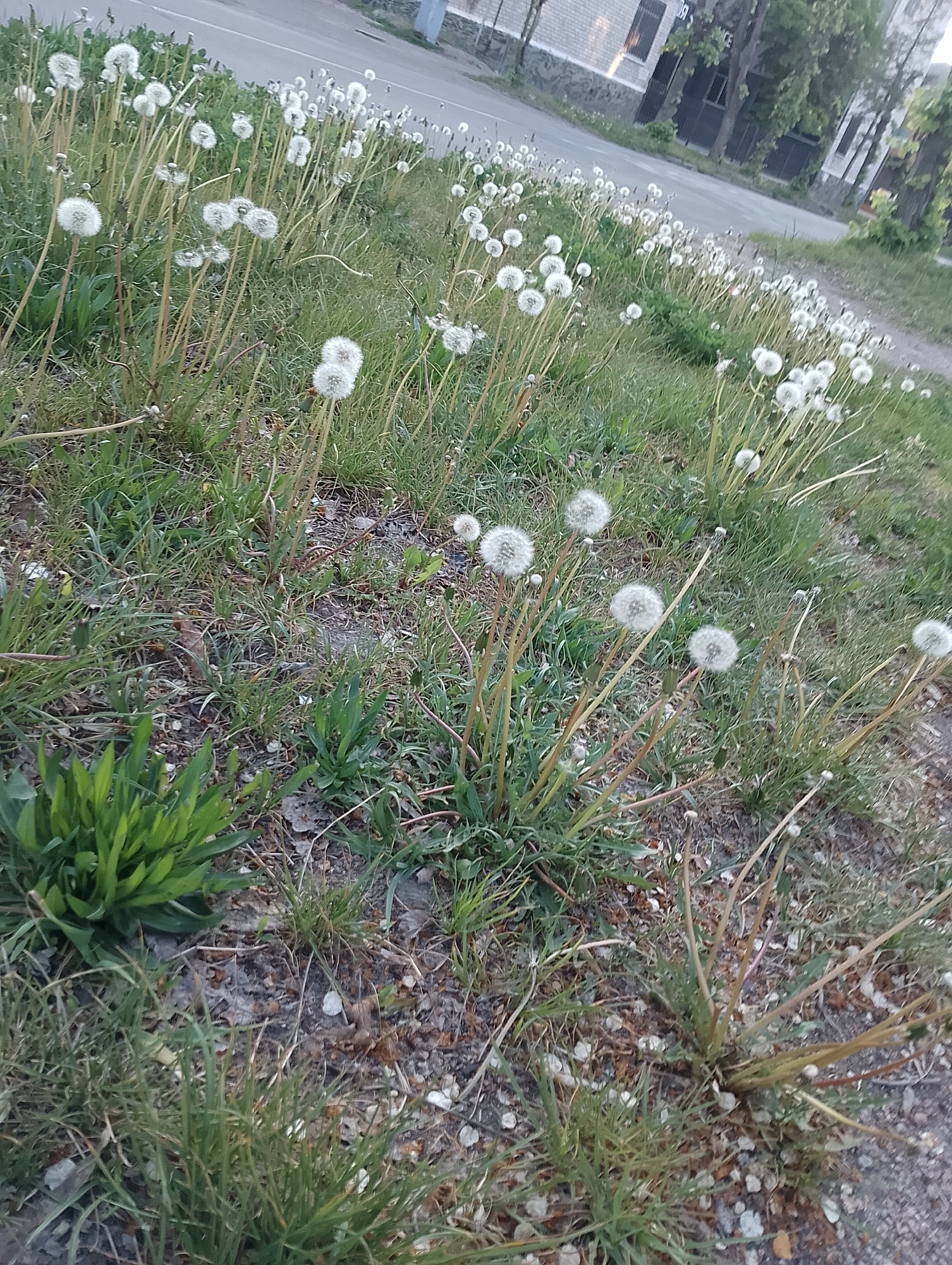 The image shows a patch of dandelions in seed near a road. The dandelions are mostly white and fluffy, having gone to seed. They are interspersed with green grass and other small plants. The ground is a mix of dirt, gravel, and dead leaves. In the background, there is a road, a building, and some trees. The scene appears to be in a city or town, possibly along a roadside or in a park.
