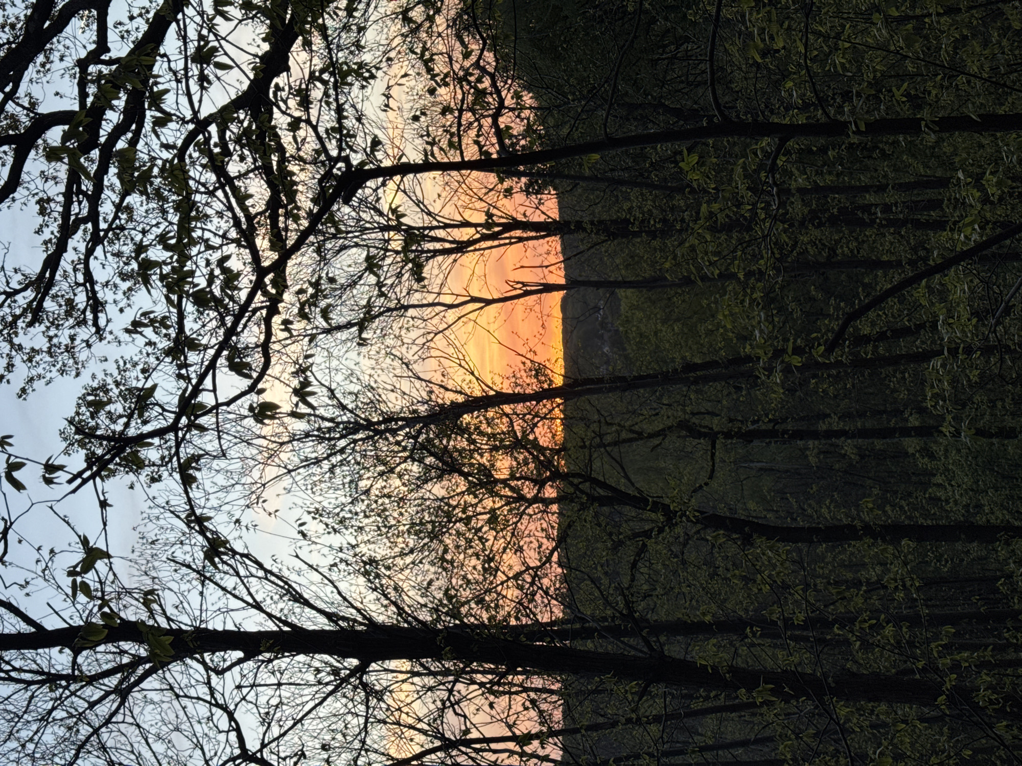 The image presents a serene natural landscape captured at either sunrise or sunset in Bures-sur-Yvette, France. The sky dominates the central and upper portions of the scene, displaying a striking gradient of colors. On the right, a vibrant orange and yellow glow, indicative of the sun's position, illuminates the horizon. This warm light gradually softens into a paler, lighter blue-grey towards the left side of the sky.
In the foreground, the intricate network of dark tree branches is silhouetted against the bright sky. Some of these branches are bare, while others bear sparse, light green leaves, suggesting the season is early spring. Below the brightly lit horizon, a dark, undulating silhouette of a distant hill or a dense forest creates a clear boundary against the sky. The lower right section of the image is filled with a thick, shadowy forest canopy, where individual trees are indistinguishable but their collective mass is evident.
The overall impression is one of tranquil natural beauty, with clear weather allowing for the full spectacle of the sky's colors at dawn or dusk. There is no visible text in the image.