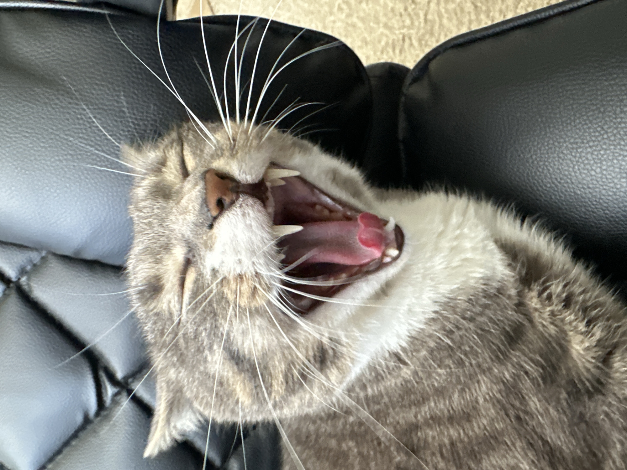 An indoor, close-up, eye-level, medium shot captures a grey and white tabby cat mid-yawn. The cat's eyes are closed, and its mouth is wide open, revealing a pink tongue and sharp white teeth. The cat is sitting on a black, textured surface, likely a chair. The background is blurred, but appears to be an indoor setting.