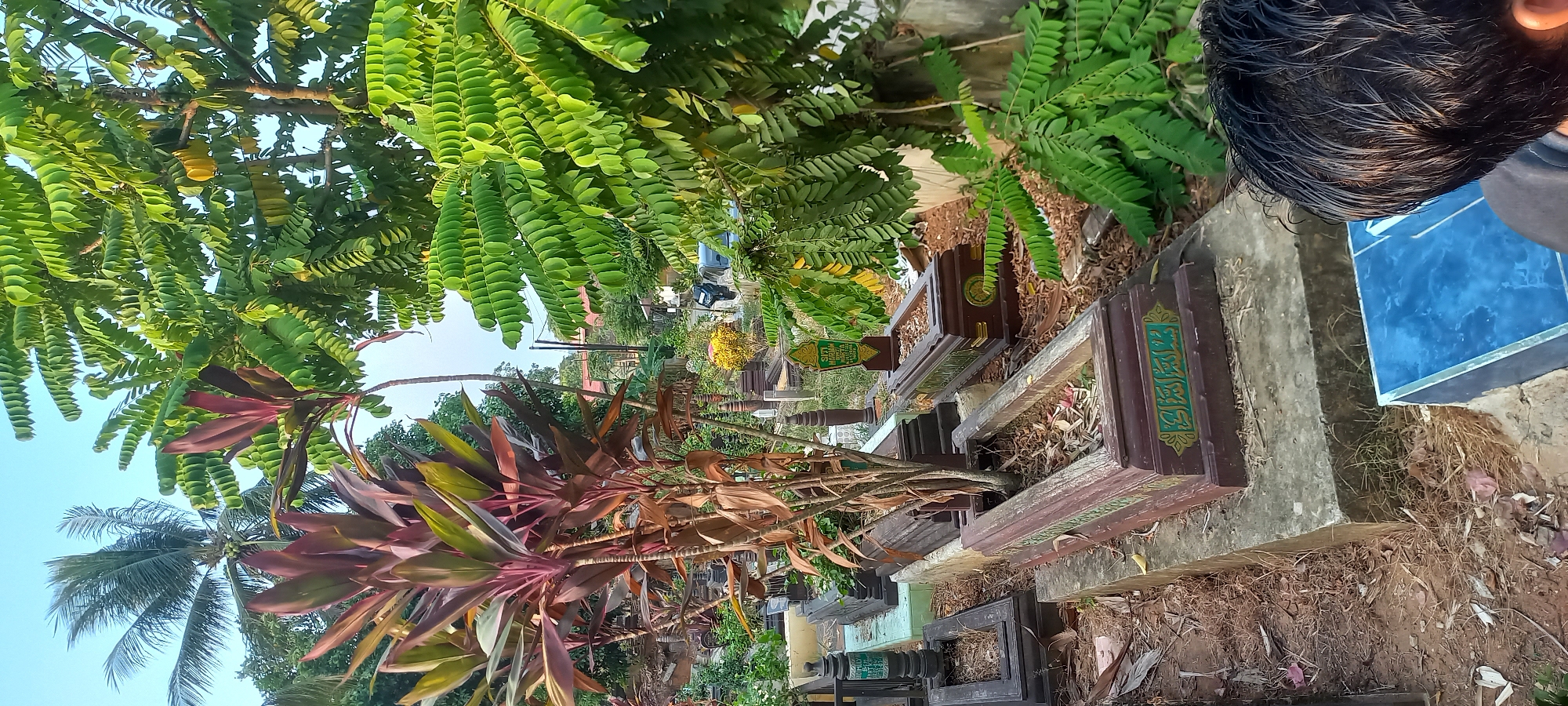 The image depicts an outdoor scene, likely a cemetery, in the city of Melayu, Indonesia. In the foreground, the back of a person's head and shoulders is visible, with dark, wet-looking hair. The person appears to be kneeling or sitting, facing away from the camera, and looking towards graves.
The environment is characterized by several burial sites. These graves are marked by wooden structures, some of which are elaborate and decorated with green and gold Arabic calligraphy. One grave in the center has a plant growing out of it, with dry, brown leaves and some green foliage. Other graves are visible in the background, with stone and concrete structures.
Vegetation plays a significant role in the scene. Large plants with vibrant red and green leaves are prominent, as are trees with dense clusters of small green leaves. In the middle ground, there are some yellow flowering plants. A palm tree is visible in the upper left portion of the image. The ground is covered with dry leaves, dirt, and sparse grass. The sky is clear and light blue. In the background, the tops of buildings and some vehicles are faintly visible, suggesting the cemetery is located near a populated area. The lighting indicates it is daytime, possibly late afternoon, given the warm tones.