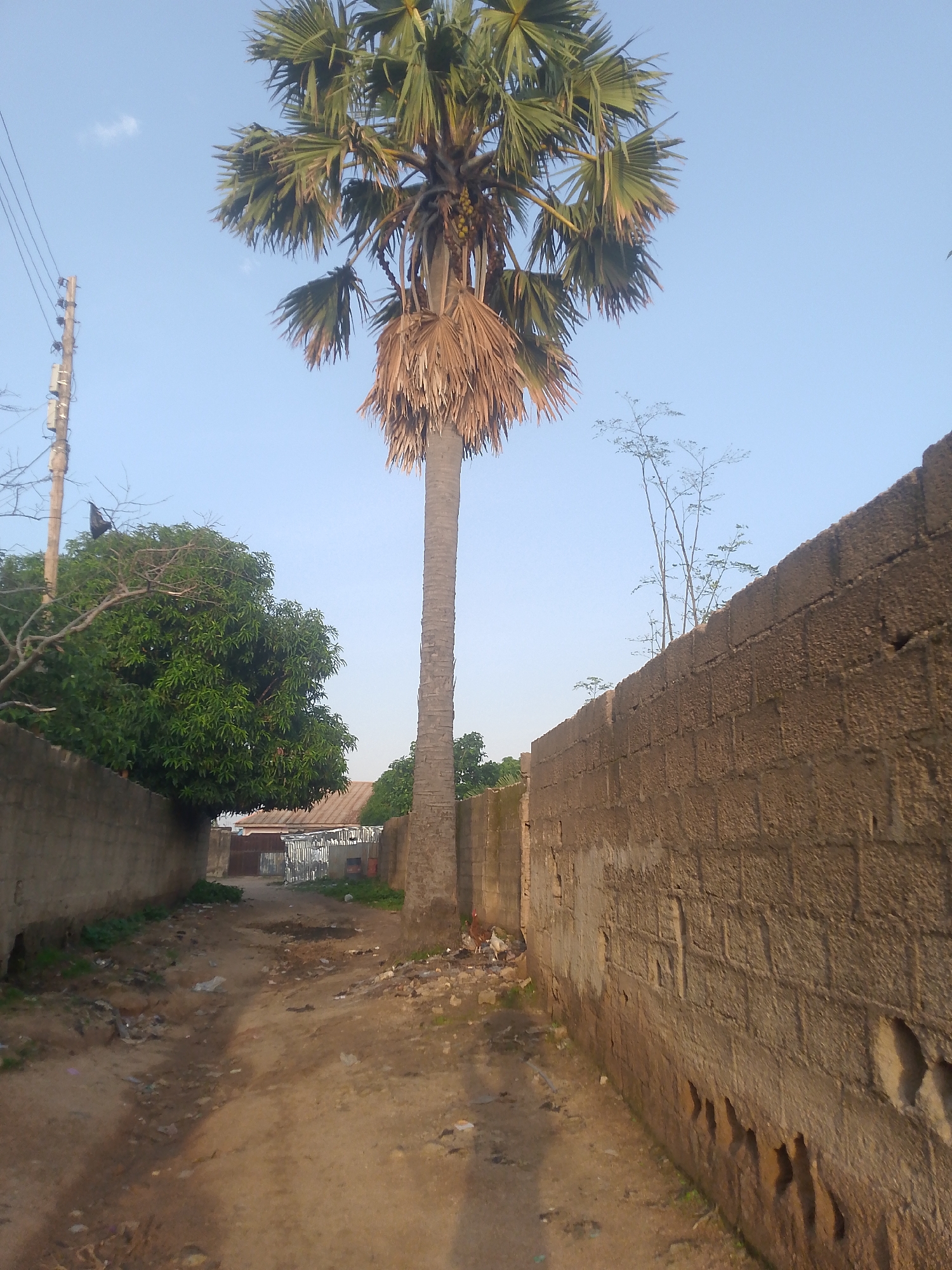 This media file depicts an outdoor scene of a dirt path lined by concrete walls and vegetation under a clear, pale blue sky, suggesting a daytime setting, possibly morning or late afternoon due to the soft lighting. A tall palm tree dominates the center of the frame, its fronds reaching towards the sky. To the left, a dense, leafy green tree, possibly a mango tree, grows. The path itself is uneven and littered with debris, indicating a somewhat neglected environment. In the background, buildings and structures are visible, hinting at a residential or semi-urban area. A utility pole with wires stands on the left side of the path. The overall atmosphere is tranquil and ordinary, with no discernible activity or specific events taking place. The image is unadorned by any visible text.