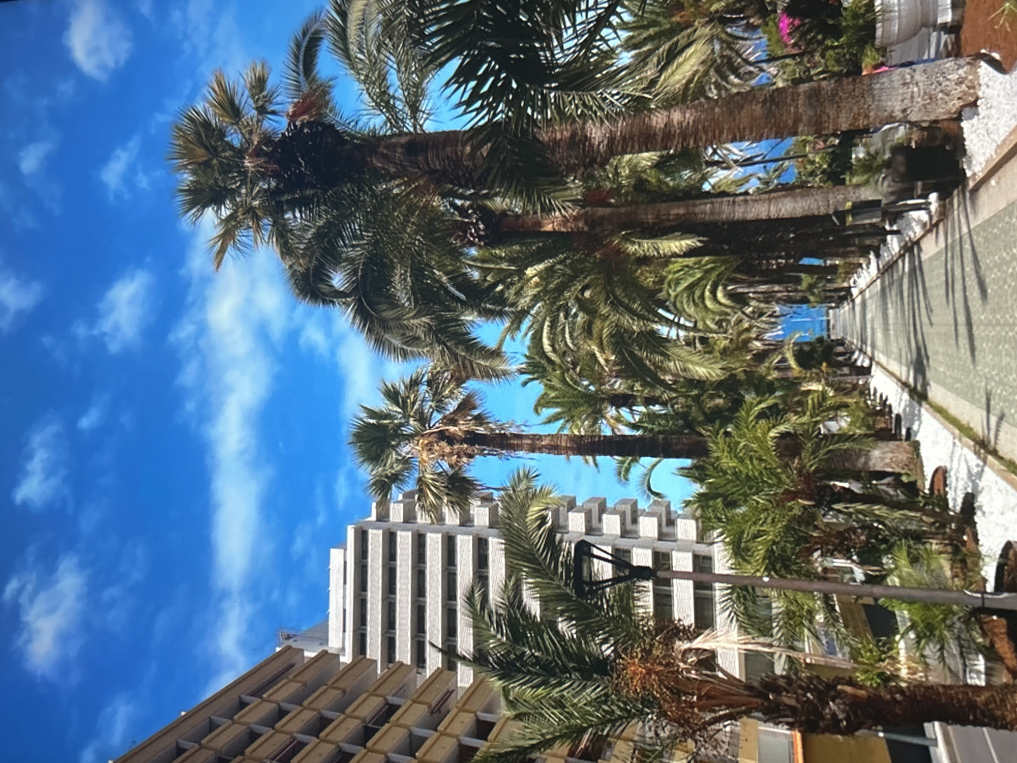 The image captures an outdoor scene dominated by numerous tall palm trees set against a vibrant blue sky with scattered white clouds. The perspective is angled upwards, showcasing the height of the palm trees and the buildings.
The main subjects are the mature palm trees, which line what appears to be a street or promenade. They feature robust, textured trunks and lush green fronds. Some palm trees display clusters of what might be dates or seed pods. The bright sunlight casts distinct, long shadows onto the paved ground, indicating a sunny day.
To the left and bottom of the frame, parts of two buildings are visible. One is a modern, light-colored high-rise structure with a distinctive stepped or terraced roofline and numerous windows arranged vertically. Another building, partially seen in the lower left, has a darker, possibly beige or brown facade with multiple rectangular openings, possibly windows or balconies.
On the right side of the image, a paved walkway or street is visible, extending into the distance. It features a patterned surface and is bordered by a low, decorative balustrade or wall, seemingly made of light-colored stone. Beyond the trees and balustrade, a hint of a distant blue horizon, possibly the sea, is visible. Some colorful flowering plants with pink blooms are also interspersed among the greenery.
The scene depicts a clear, sunny day, likely during mid-morning or afternoon, given the bright illumination and pronounced shadows. The setting appears to be an urban or coastal area in a warm climate, characterized by the tropical vegetation and architectural styles. No people or visible text are present in the image.
