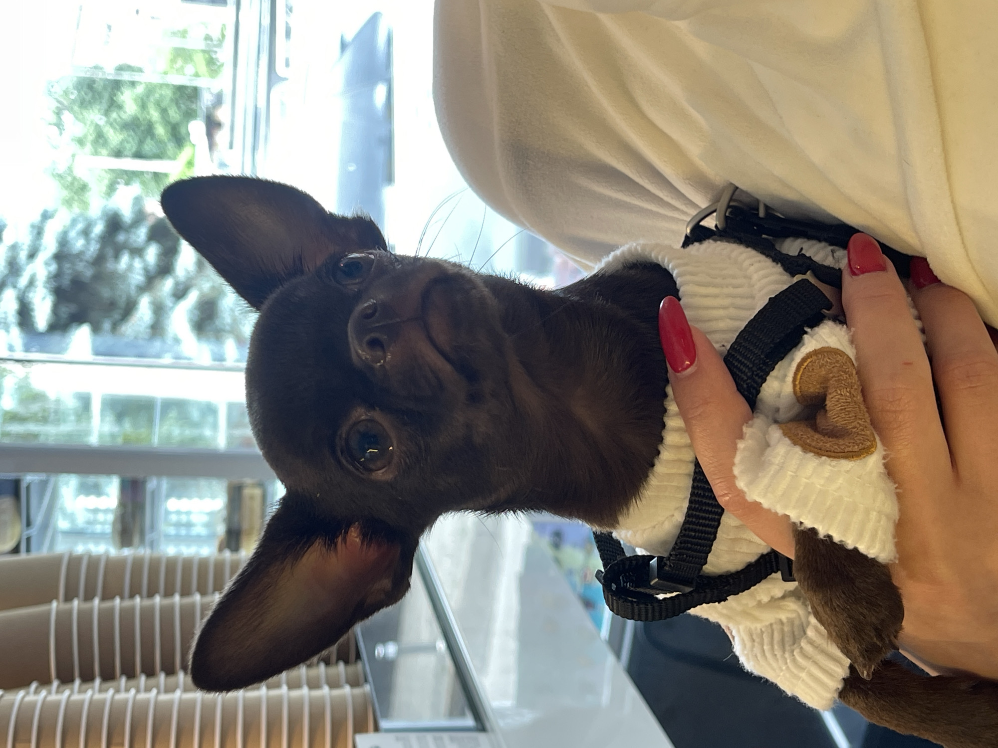 A close-up shot shows a dark brown Chihuahua wearing a white sweater with a brown heart patch and a black harness. The dog's ears are large and pointed, and its eyes are wide open. A person's hand with bright red fingernails is gently holding the dog's leg, showing a glimpse of a white fabric. In the background, a stack of disposable cups is visible on the left, and through a window on the right, trees and a hazy outdoor scene can be seen. The overall lighting is bright and natural.