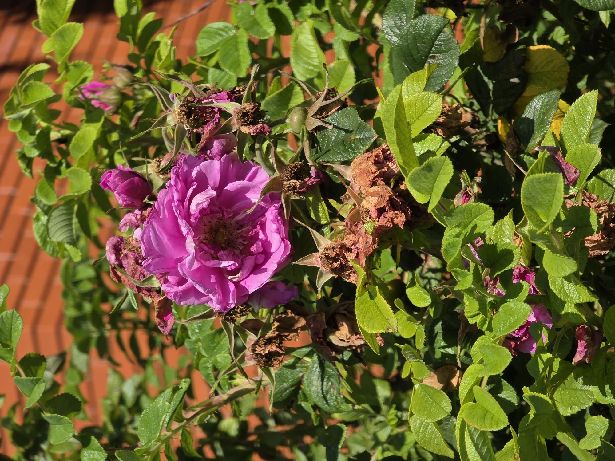 A vibrant, pink rose bloom is the focal point of this image, nestled amongst lush green foliage. Several spent rose buds and dried, brown rose hips are also visible, suggesting a stage of growth beyond full bloom. The rose bush is positioned in front of a red brick wall, likely part of a building. The lighting indicates a sunny day, casting shadows that add depth to the scene. The overall impression is one of natural beauty and the cycle of a flowering plant. The image was taken in the city of Rechitsa, Russia.
