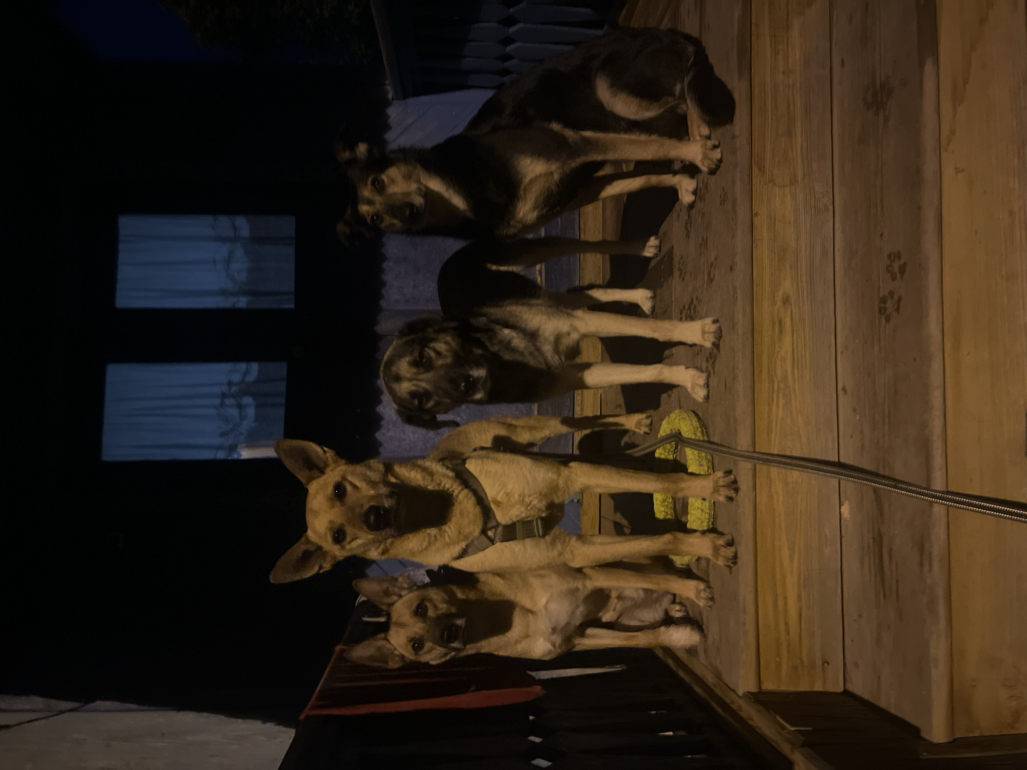 The image depicts four dogs standing and sitting on wooden steps outside a building at night. The dogs are of medium to large size and appear to be of mixed breeds, with tan, brown, and black markings. They are positioned in a row across the steps. A yellow ring toy is visible on the step behind the two front dogs. A coiled black leash runs diagonally across the foreground. The background shows the dark exterior of a building with two windows with blue curtains. The scene appears to be in an outdoor urban environment, possibly a residential area.