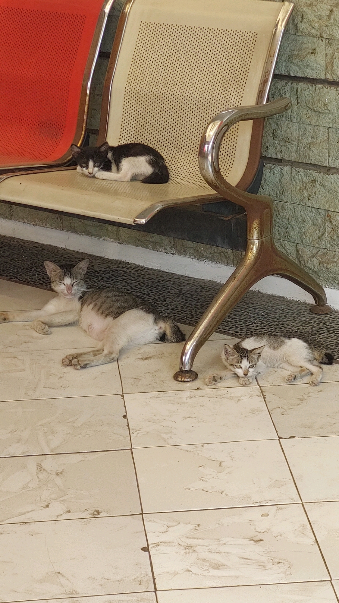 The image shows three cats in front of a building with a tiled floor and a stone wall. One black and white cat is sleeping on a chair, while another cat, a tabby, is lying on the floor next to a kitten. The building appears to be a public space, possibly a waiting area or a shelter, given the presence of chairs and the outdoor setting. The scene is likely located in Cibinong, Indonesia, as indicated by the context. The lighting suggests it is daytime, and the overall atmosphere is peaceful and relaxed.