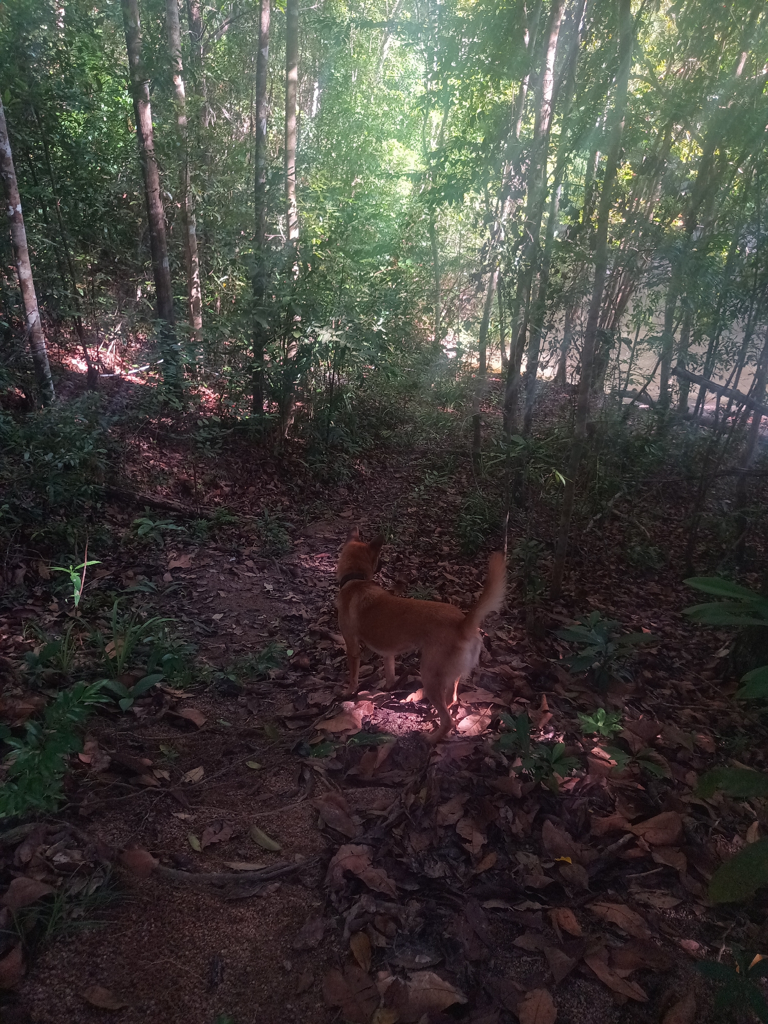 The image depicts a shaded forest scene near Baan Thong Nang, Thailand. A medium-sized, reddish-brown dog stands on a leaf-covered path, facing away from the viewer. The background features a dense thicket of trees, with filtered sunlight breaking through the canopy. The undergrowth includes various plants and foliage. The path is primarily composed of dark soil and fallen leaves. A body of water is visible at the background between the trees.