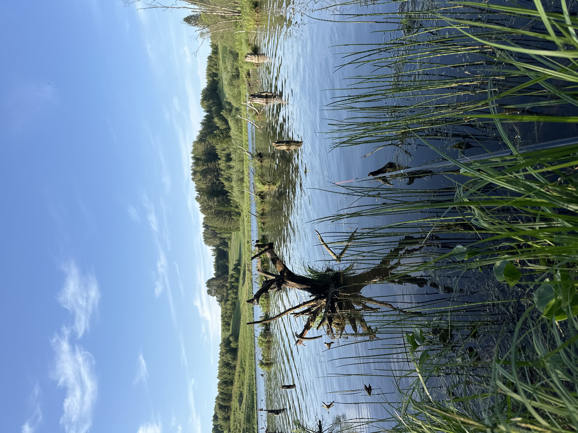 The image shows a stagnant body of water, possibly a swamp or backwater, under a blue sky with scattered clouds. Vegetation, including tall grasses and submerged tree roots, fills the foreground and water surface. A line of trees and grassy fields forms the background, suggesting a rural or natural setting. No people are visible. The location is claimed to be near the city of Bormist, Russia.