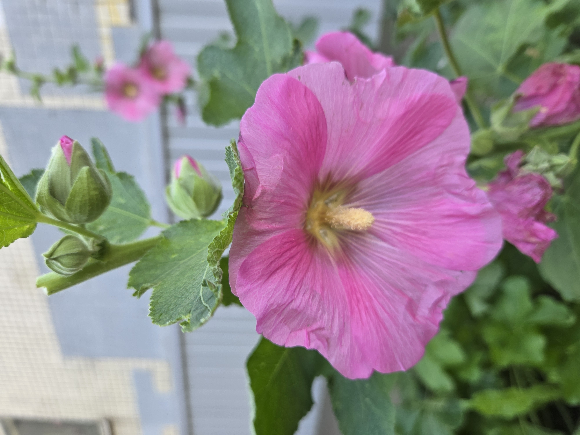 The image shows a close-up of a pink hollyhock flower in bloom, with several buds visible on the stem. The flower has delicate, crinkled petals and a yellow stamen in the center. Green leaves surround the flower, and a blurred background suggests an outdoor setting with buildings and a fence. The scene is likely in a residential area of Ulyanovsk, Russia, given the building architecture and the presence of a garden fence. There are no people or animals visible in the image. The lighting appears to be natural daylight, casting soft shadows on the flower petals. The focus is sharp on the main flower, with the rest of the scene progressively blurred, creating a shallow depth of field.