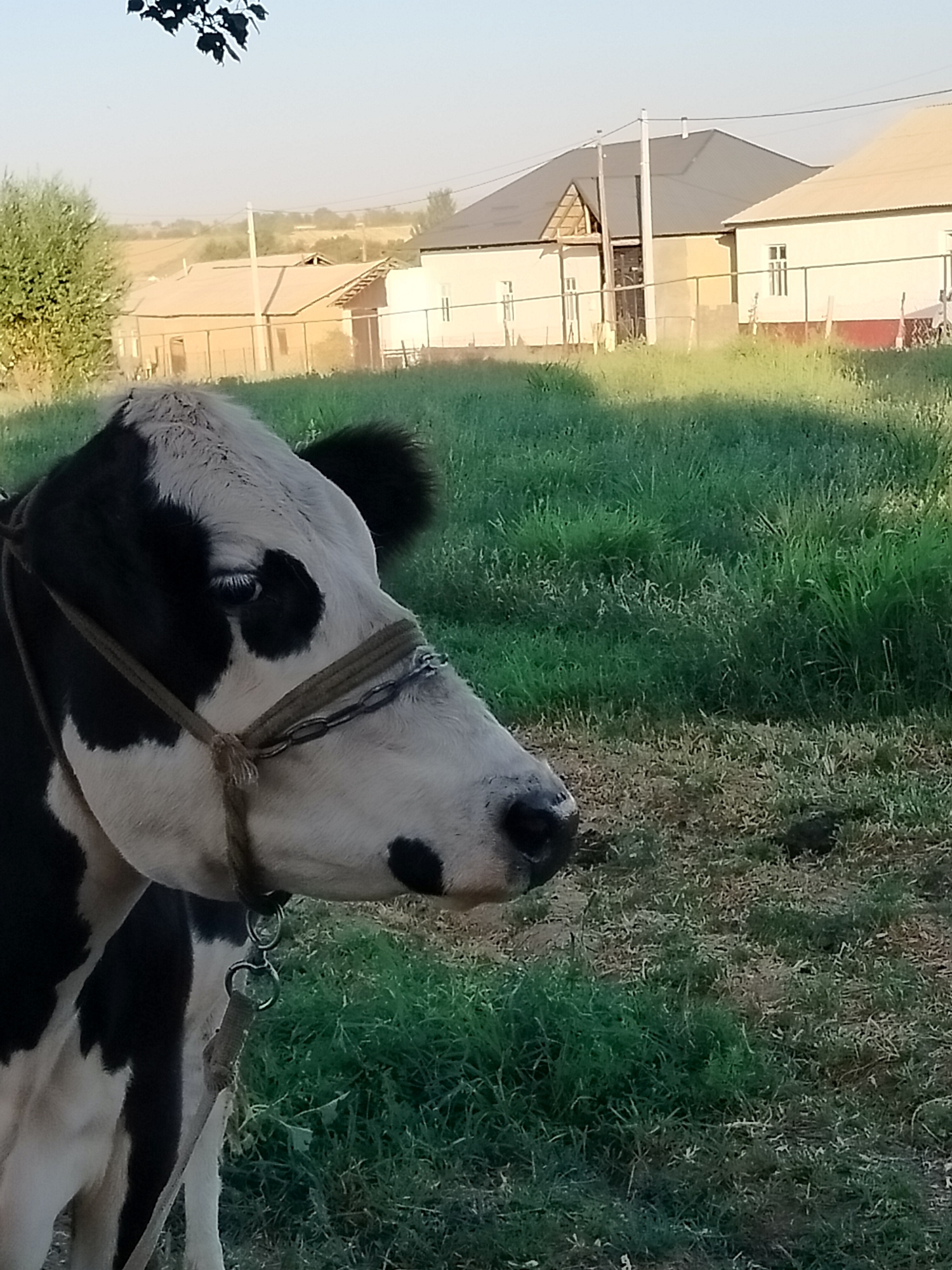 A black and white cow stands in a grassy area. The cow is facing to the right with its head turned slightly towards the viewer. It is wearing a halter made of rope and chain. In the background, there are several houses with light-colored walls and dark roofs, and some trees. The scene appears to be in a rural or suburban setting, possibly the city of Kölkent, Kazakhstan. The lighting suggests it is either early morning or late afternoon, with the sun casting long shadows.