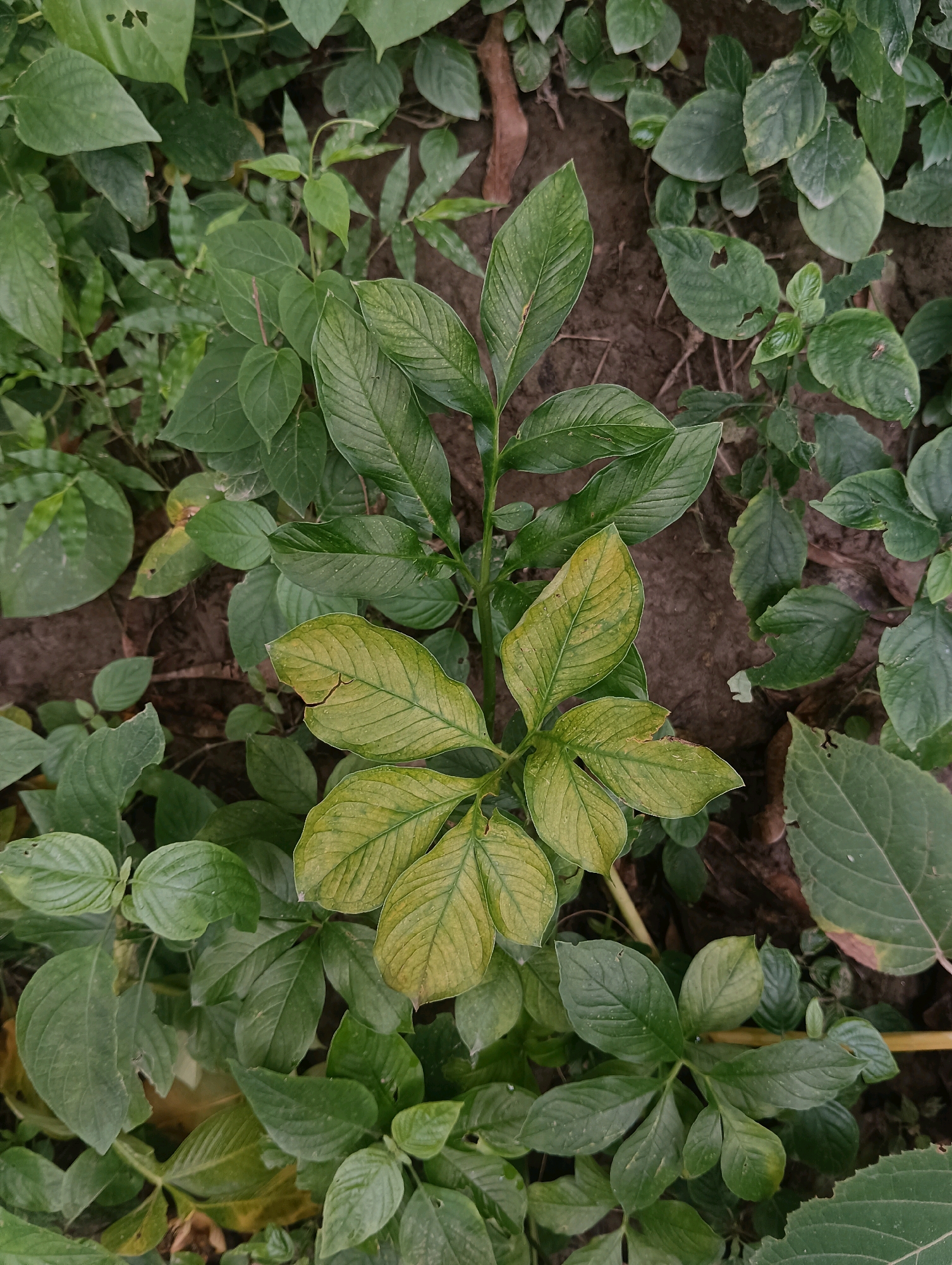 A close-up, top-down view captures a patch of ground covered in lush, green foliage. The dominant feature is a plant with compound leaves, each composed of several leaflets radiating from a central point. Some of these leaves display a yellowing hue, indicating potential signs of wilting or nutrient deficiency, particularly towards the center of the frame. The surrounding vegetation consists of smaller, broader leaves, some of which show signs of insect damage with small holes. The soil beneath the plants is dark and appears slightly damp, with a few dried leaves scattered on the surface. The overall impression is one of a natural, uncultivated area within a verdant environment. This scene is located in Kesari, India.