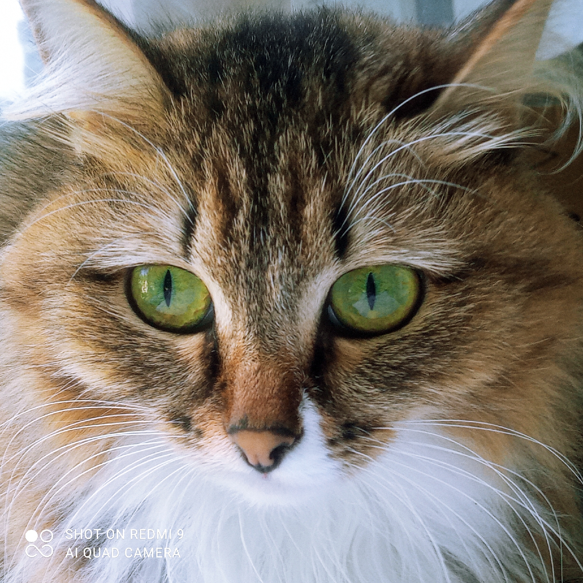 The image is a close-up, head-on, portrait of a long-haired domestic cat. The cat has striking green eyes with vertical pupils, and its fur is a mixture of brown, black, and orange tabby markings, with a white patch on its chest and muzzle. The cat's whiskers are prominent and white. The background is out of focus and appears to be a light, neutral color. The image includes a watermark in the bottom left corner that reads "SHOT ON REDMI 9 AI QUAD CAMERA". There is no indication of the cat's location in the city of Chaikovsky, Russia, or any other specific location, nor are there any people, actions, or interactions depicted.