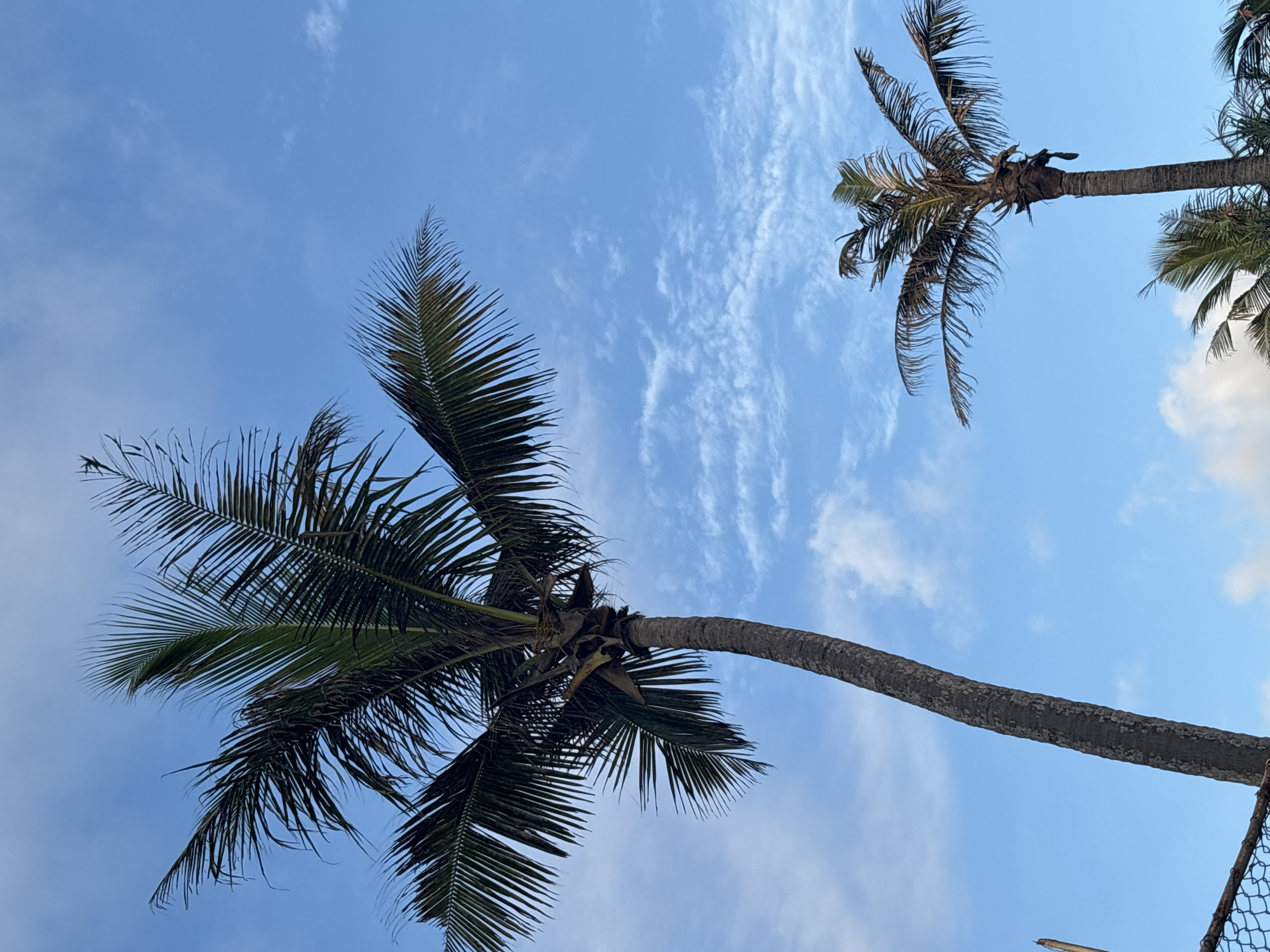 The image shows a low-angle view of palm trees against a blue sky with wispy clouds. Two prominent palm trees are visible. The sky is mostly clear with a few scattered clouds. The location is likely Thalaramba, Sri Lanka. A chain link fence is partially visible in the lower right corner of the image. There are no people visible.