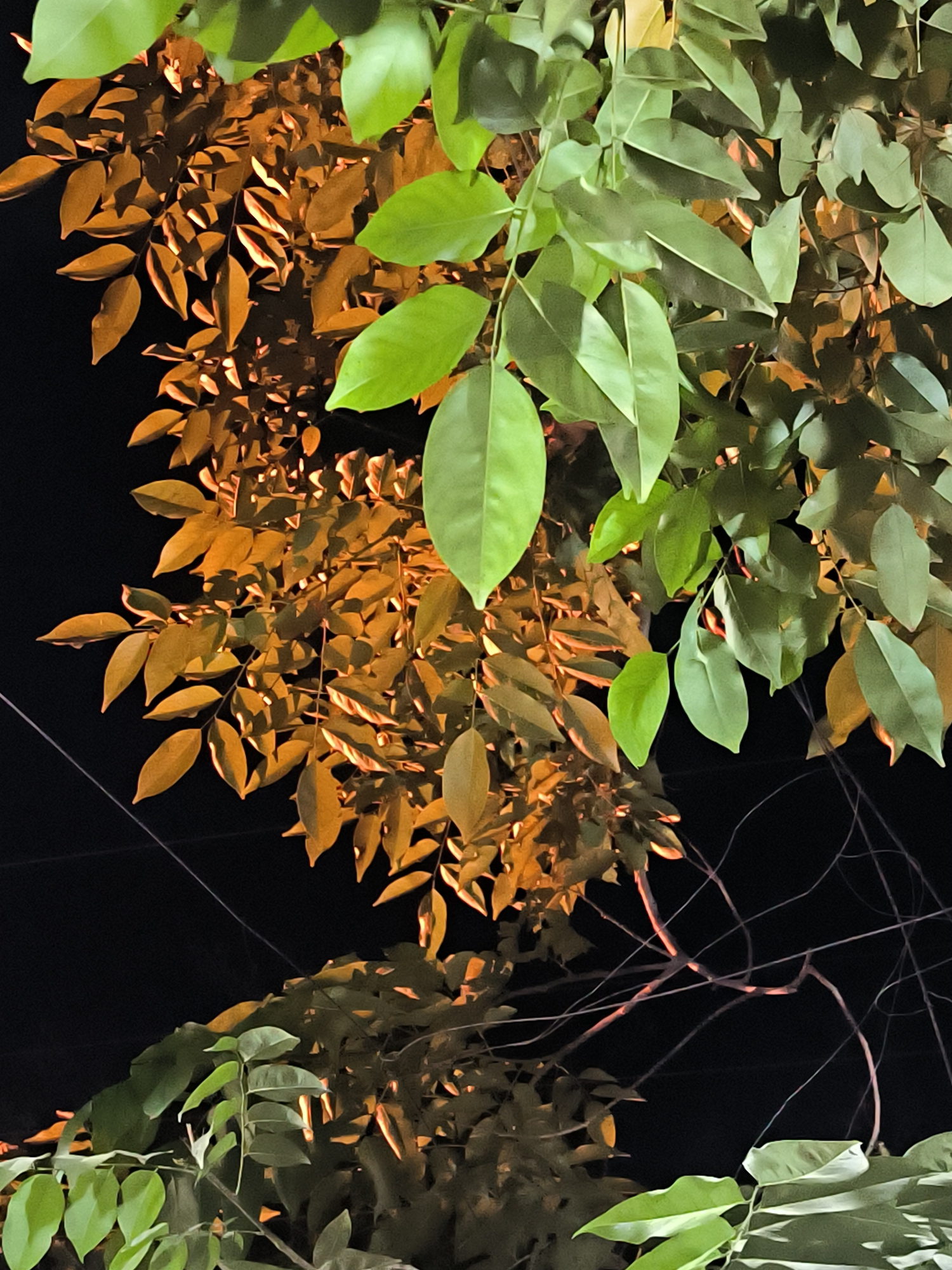 The image shows foliage under artificial lighting at night. Two distinct types of leaves are present: one set is a bright green, with smooth, slightly glossy surfaces, while the other is a golden-brown hue with visible textures. Both appear to be attached to branches, some of which are visible as dark lines against the black background. Some of the branches are leafless. The scene is in Lhokseumawe, Indonesia.