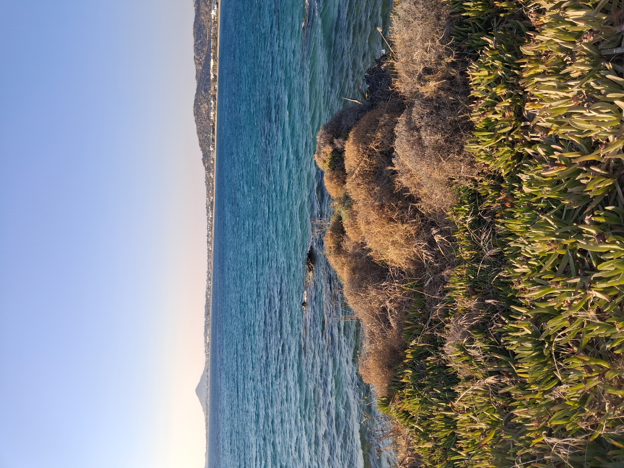 A clear, bright, high-angle shot captures a coastal landscape. In the foreground, lush green succulents with thick, fleshy leaves blanket the ground. Behind them, a dense patch of dry, straw-colored shrubs and grasses adds texture. The water is a vibrant turquoise blue, with gentle ripples disturbing its surface. In the distance, a long, low coastline is visible, characterized by scattered white buildings and rolling hills. A solitary, dark mountain rises prominently on the far left of the distant landmass. The sky above is a serene, pale blue with no clouds.