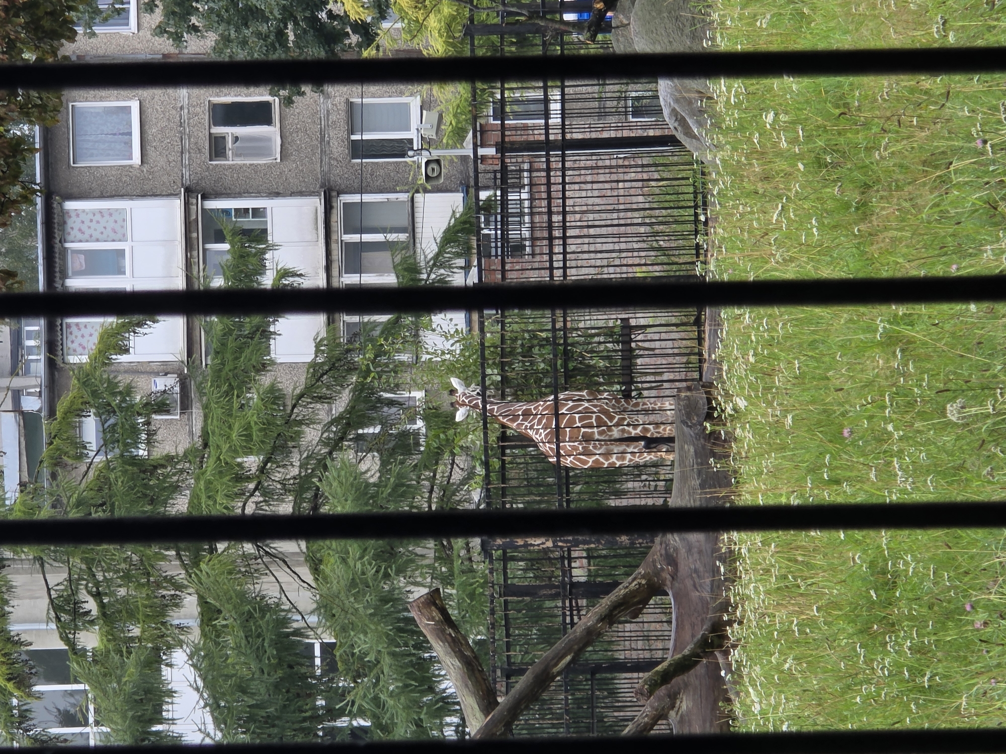 The image depicts a giraffe enclosure at the Kaliningrad Zoo in Kaliningrad, Russia. A giraffe with distinctive brown and white markings stands in the enclosure, facing away from the camera. The enclosure is bordered by a black metal fence and contains a large fallen tree trunk. Behind the fence, a building with multiple windows and balconies is visible, partially obscured by trees. The foreground shows a grassy area with scattered white wildflowers. The overall scene is viewed through vertical black bars, suggesting the photograph was taken from within another enclosure or a viewing area with a barrier. The weather appears overcast.