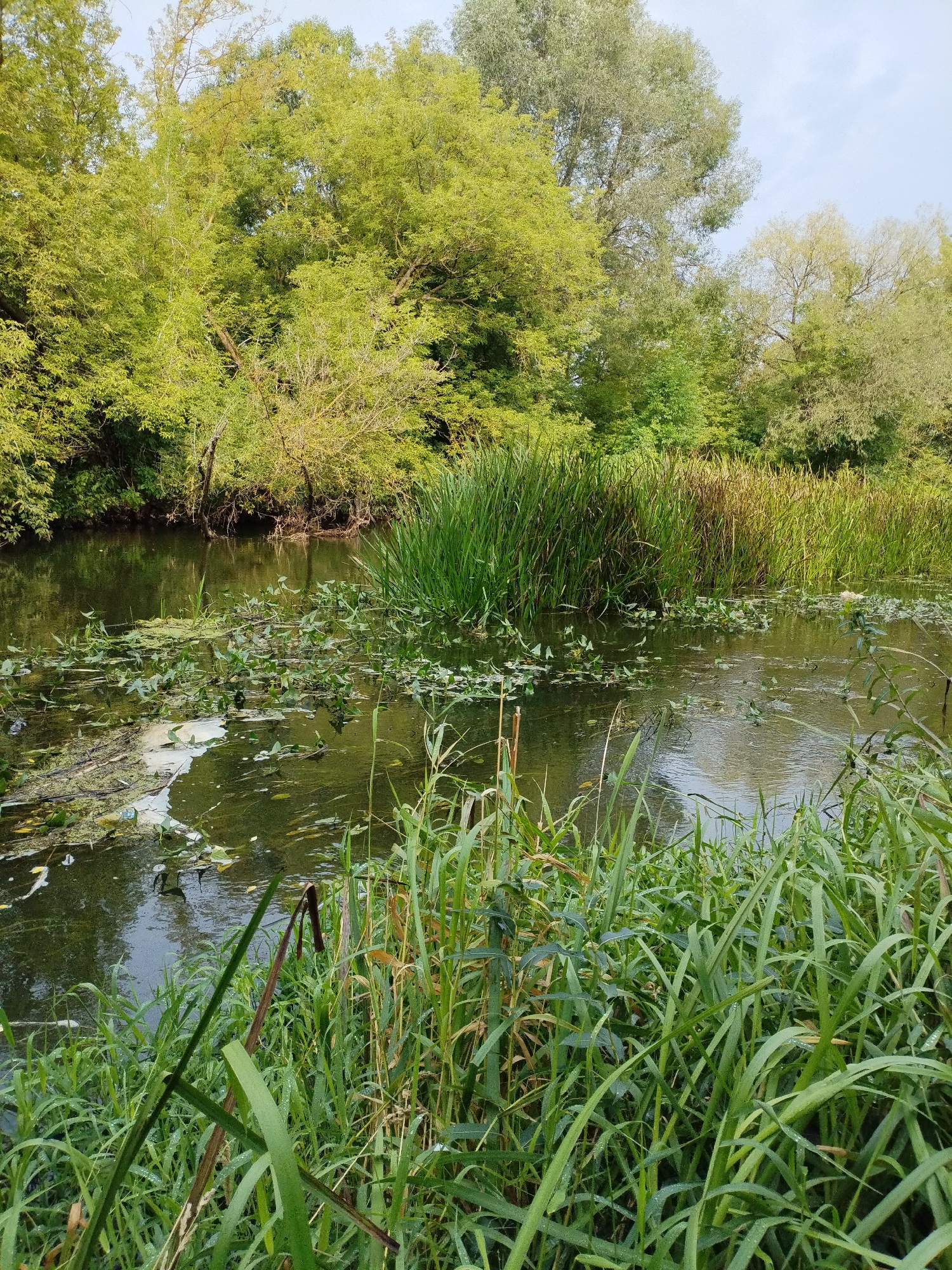 This is an eye-level, medium shot photograph of a lush, natural waterway surrounded by dense vegetation. The water is dark and reflects the surrounding trees and sky. Patches of water lilies and other aquatic plants float on the surface, with some areas appearing slightly murky. Tall reeds and grasses line the edges of the water, creating a dense wall of green. In the background, large deciduous trees with vibrant green foliage form a thick canopy, with a pale blue sky visible through some gaps. The scene appears tranquil and undisturbed, suggesting a natural or semi-natural environment. There are no people or man-made structures visible in the image. The overall impression is one of abundant plant life and calm water, characteristic of a serene natural setting. Based on the provided information, this scene is located in the city of Bialynichy, Belarus.