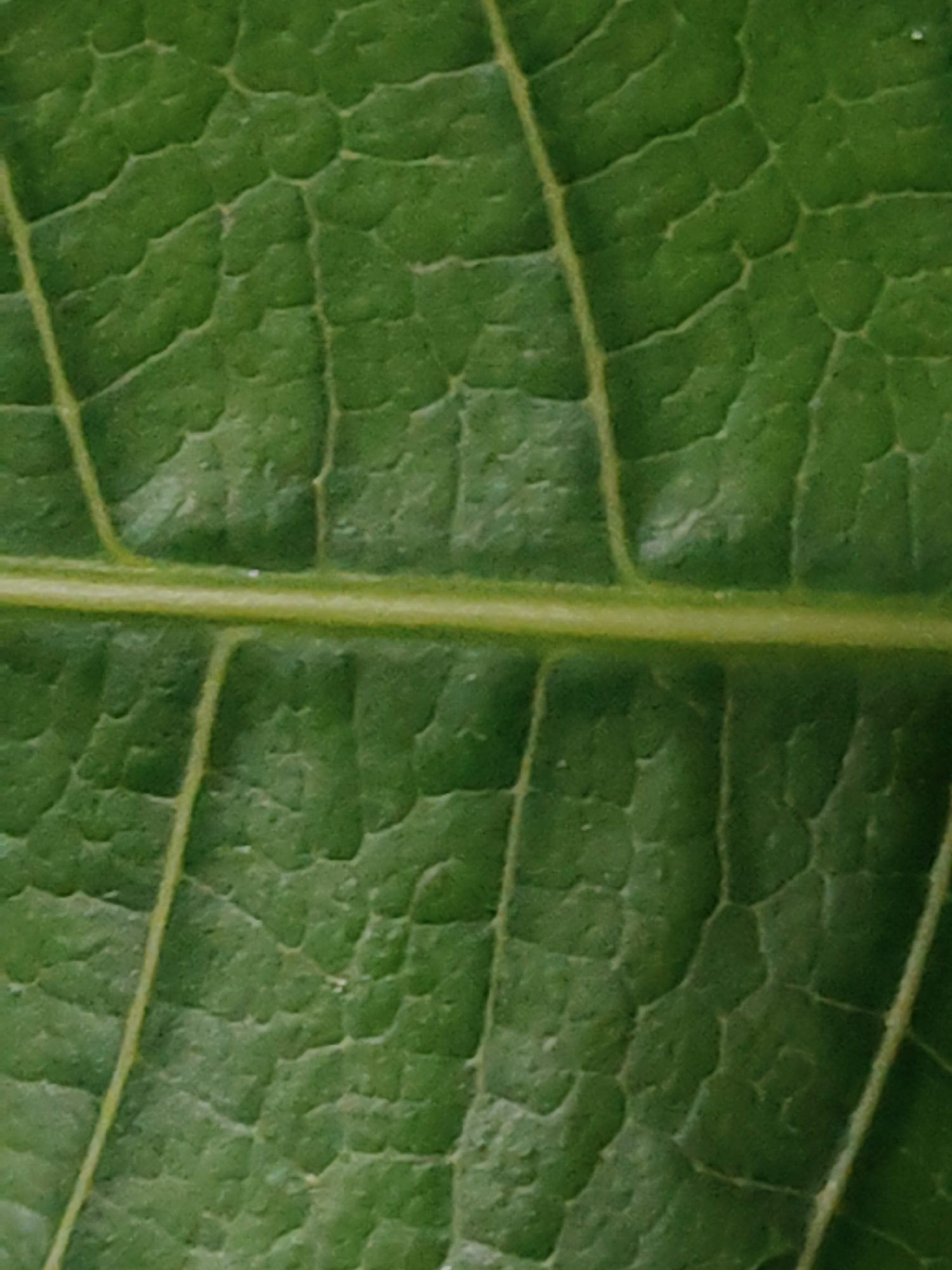 The image shows a close-up of a green leaf with prominent veins. The main vein runs horizontally across the center of the image, and several smaller veins branch out from it. The surface of the leaf has a textured, uneven appearance with small, irregular shapes.