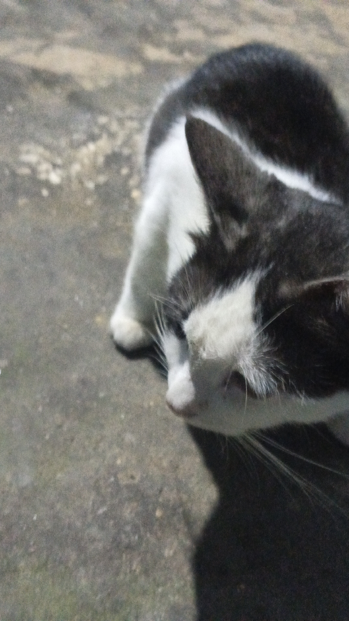 A black and white cat is resting on a textured, light-colored surface. The cat is positioned in the upper right quadrant of the image, facing towards the left and slightly downwards. Its fur is predominantly black with white markings on its chest, face, and a stripe running along its back. The surface it's on appears to be concrete or asphalt, with some grainy texture and possibly scattered debris. The lighting suggests it is outdoors, casting a shadow of the cat to the lower right. There are no people or other animals visible in the frame. The image is shot from a slightly elevated angle.