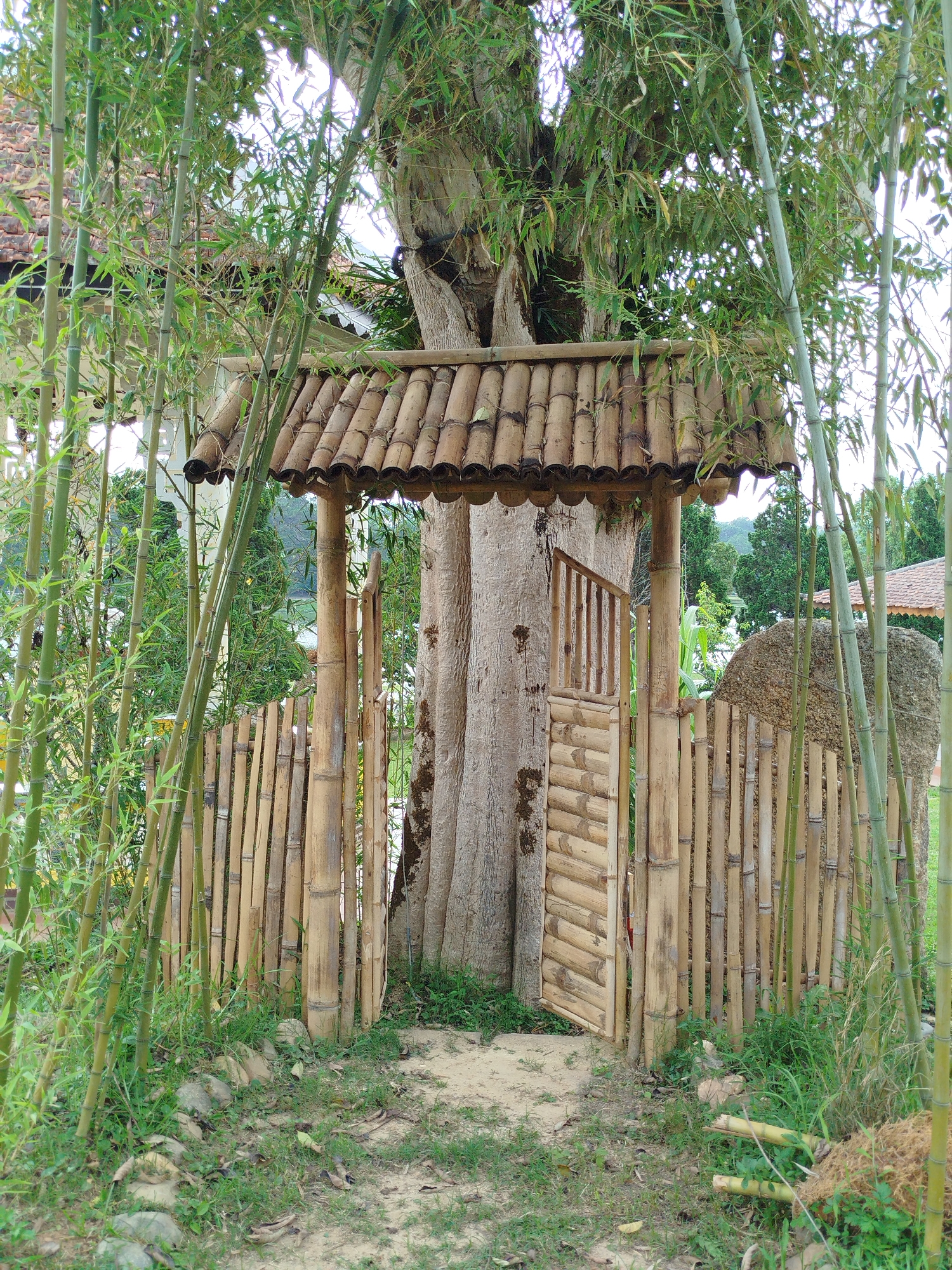A bamboo fence and gate with a covered roof are at the entrance to a garden, potentially in Da Lat, Vietnam. The roof is made of rounded bamboo stalks, and the fence is made of vertical bamboo poles. A large tree with a thick trunk is behind the gate. Tall, thin bamboo stalks grow in the foreground and around the gate. The ground is a dirt path covered with patches of grass. A large rock is visible on the right side of the gate. In the background, greenery and possibly parts of buildings are visible.