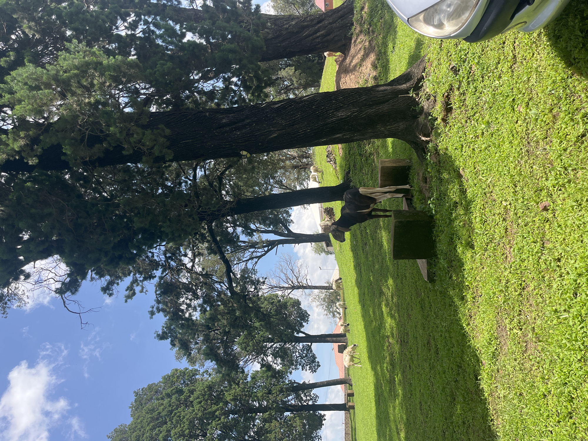 The image depicts a grassy hillside dotted with several mature coniferous trees under a bright blue sky with scattered white clouds. In the foreground, a dark and white goat stands on a grassy area, positioned near the base of a large tree trunk. Two concrete blocks are visible near the goat. Further up the hill, a flock of sheep grazes on the verdant grass. The background reveals more trees, some buildings with red roofs, and a low stone wall. The scene appears to be a park or a rural setting. The photograph was taken in Jos, Nigeria.