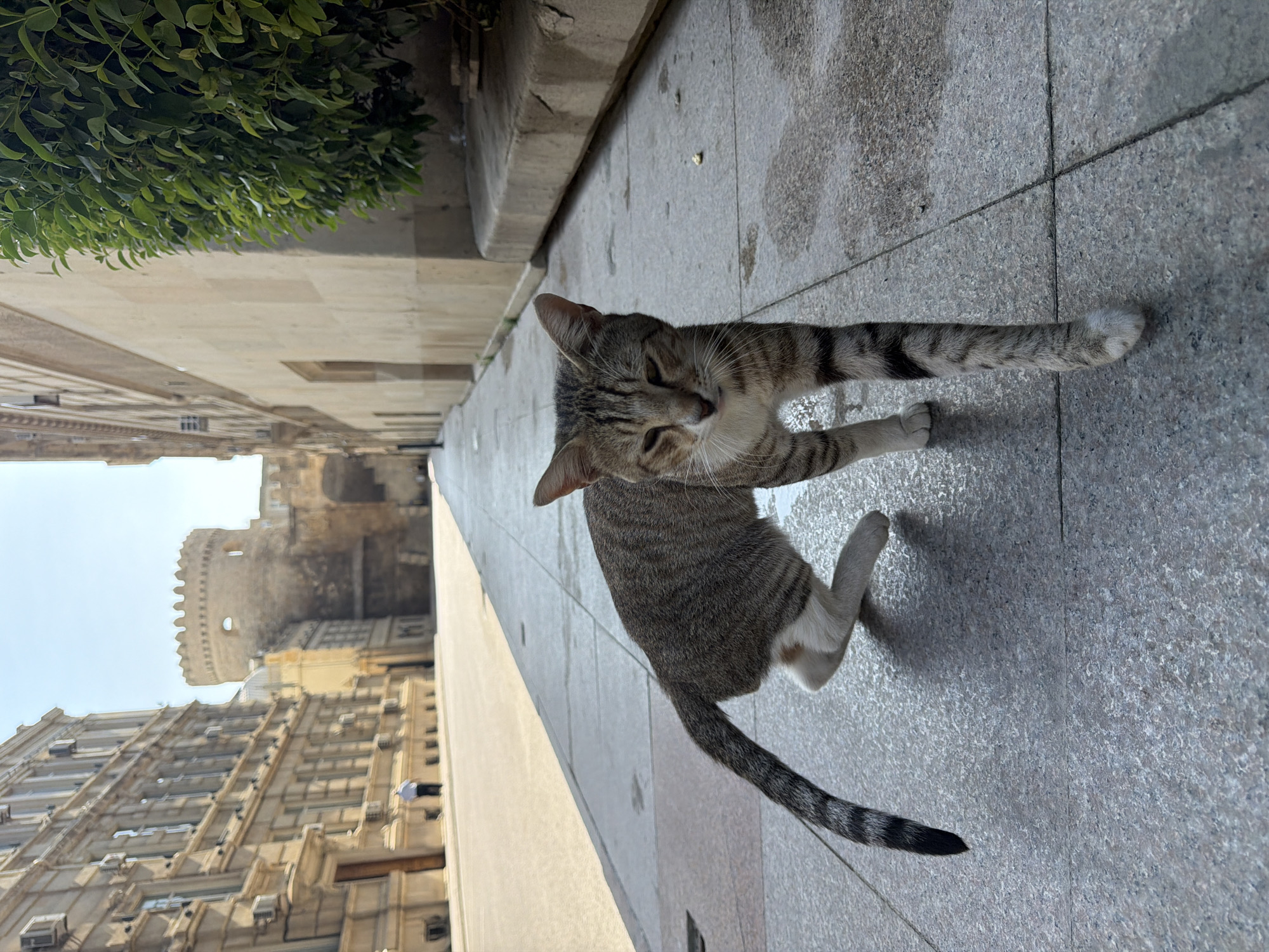 A tabby cat with white paws is standing on a grey tiled sidewalk in Baku, Azerbaijan. The cat is facing the camera and appears to be in mid-stride. In the background, there is a large, light-colored building with many windows and air conditioning units. Further in the distance, a round, ancient-looking tower with crenellations is visible, suggesting a historical area. The street appears to be paved and is mostly empty, except for a lone figure in the distance. A lush green bush is on the right side of the image. The lighting suggests it is daytime, with the sun casting shadows.