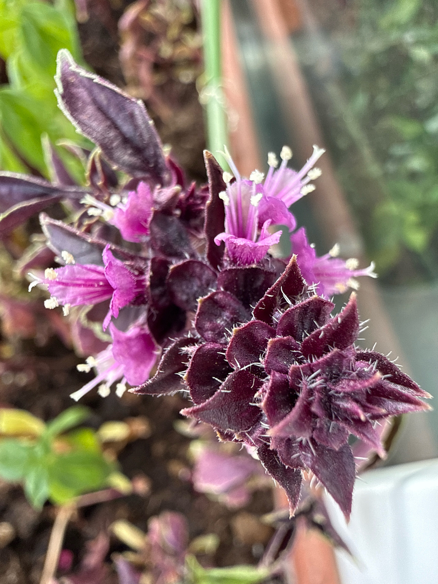 A close-up, upward-angled shot showcases the intricate details of a flowering purple basil plant. The foreground is dominated by the deep burgundy, star-shaped bracts of the flower spikes, which are covered in a fine, white fuzz. Emerging from the center of these bracts are delicate, pinkish-purple flowers with thin, white stamens tipped with yellow pollen. The background is softly blurred, with hints of green leaves and brown soil, suggesting an outdoor or greenhouse setting. The lighting appears to be natural, possibly from overhead, casting subtle shadows. There is no indication of human presence or activity, nor any context suggesting a Moscow location.