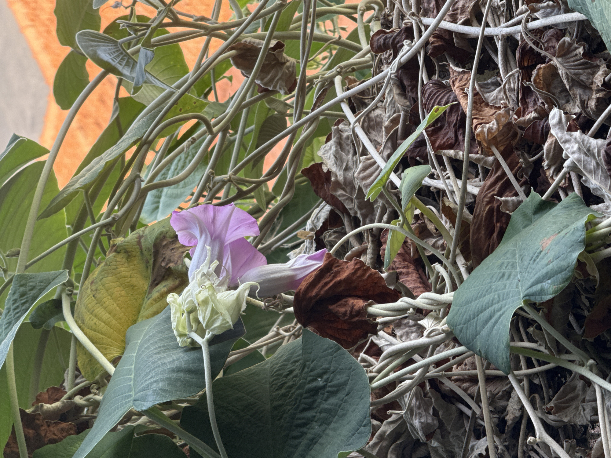 The image shows a close-up of a tangle of green vines and dry leaves, with a single pink flower in bloom. The flower is partially unfurled and has a trumpet shape. The surrounding leaves are a mix of vibrant green and dry, brown hues, suggesting a transition between seasons. The background is an out-of-focus orange surface, possibly a wall or building. The scene is dense and layered, with many intertwined stems and foliage. No people are present. The specific location in Bac Nha Trang Ward, Vietnam, is not discernible from the image itself, but the flora suggests a tropical or subtropical environment.