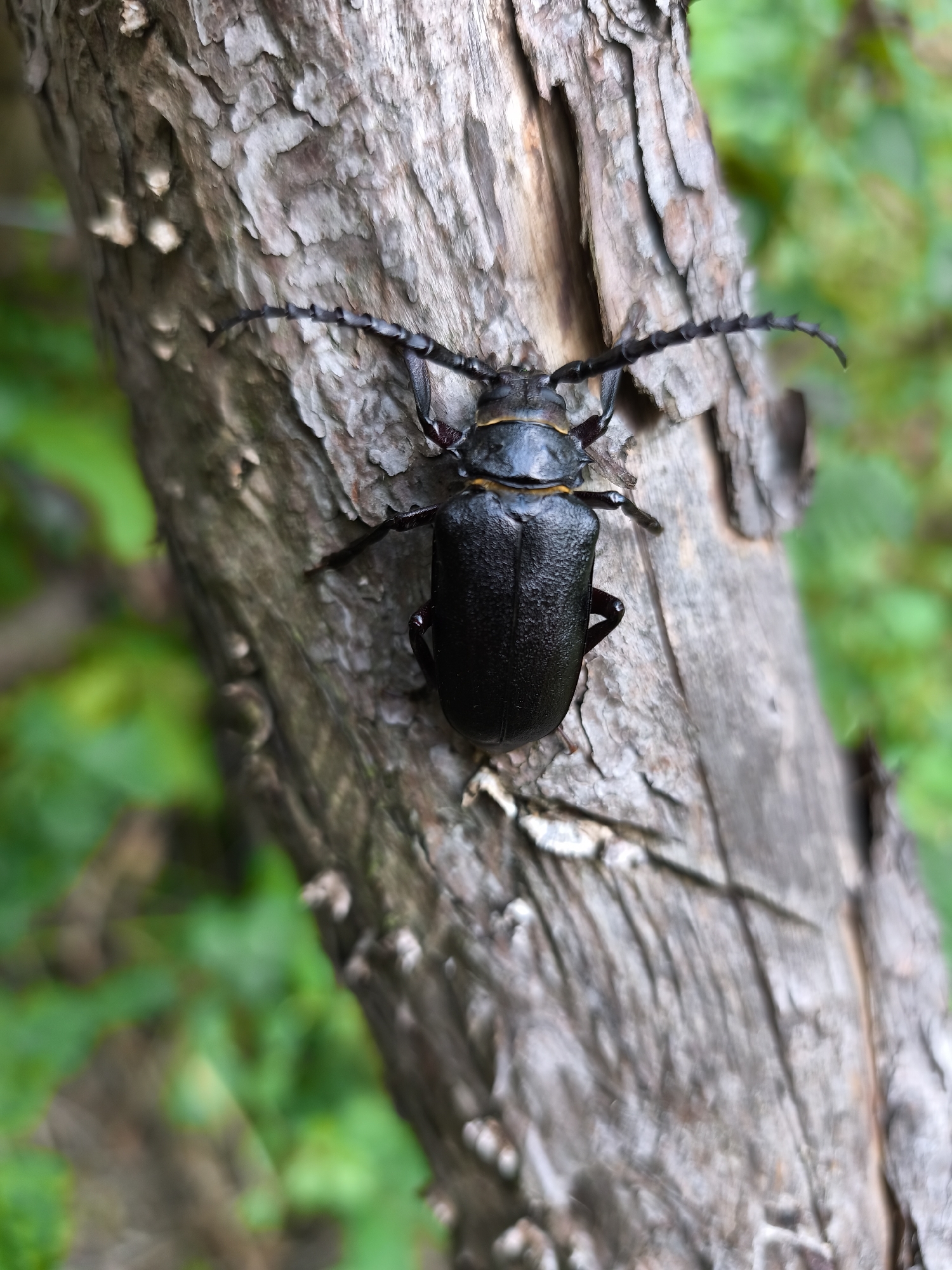 An adult beetle with a black exoskeleton and prominent antennae is perched on a textured tree trunk. The beetle's body is elongated and appears segmented. It has visible legs and antennae that are long and extend outwards. The tree trunk is rough and grayish-brown, with deep crevices. The background is blurred and consists of green foliage, suggesting an outdoor, natural environment. The image does not contain any elements that would indicate a specific location in Choceň, Czechia.